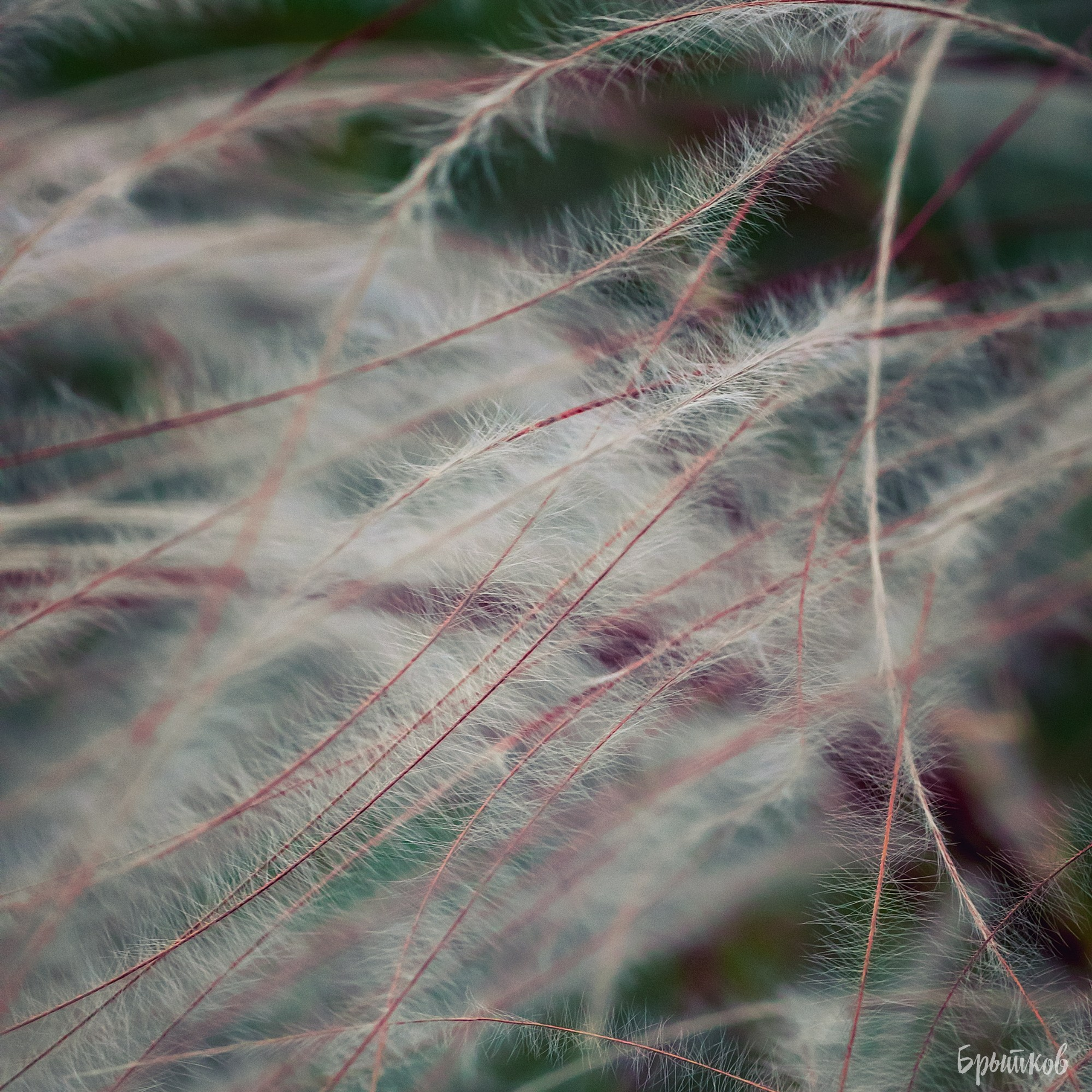 Поля. Ковыль