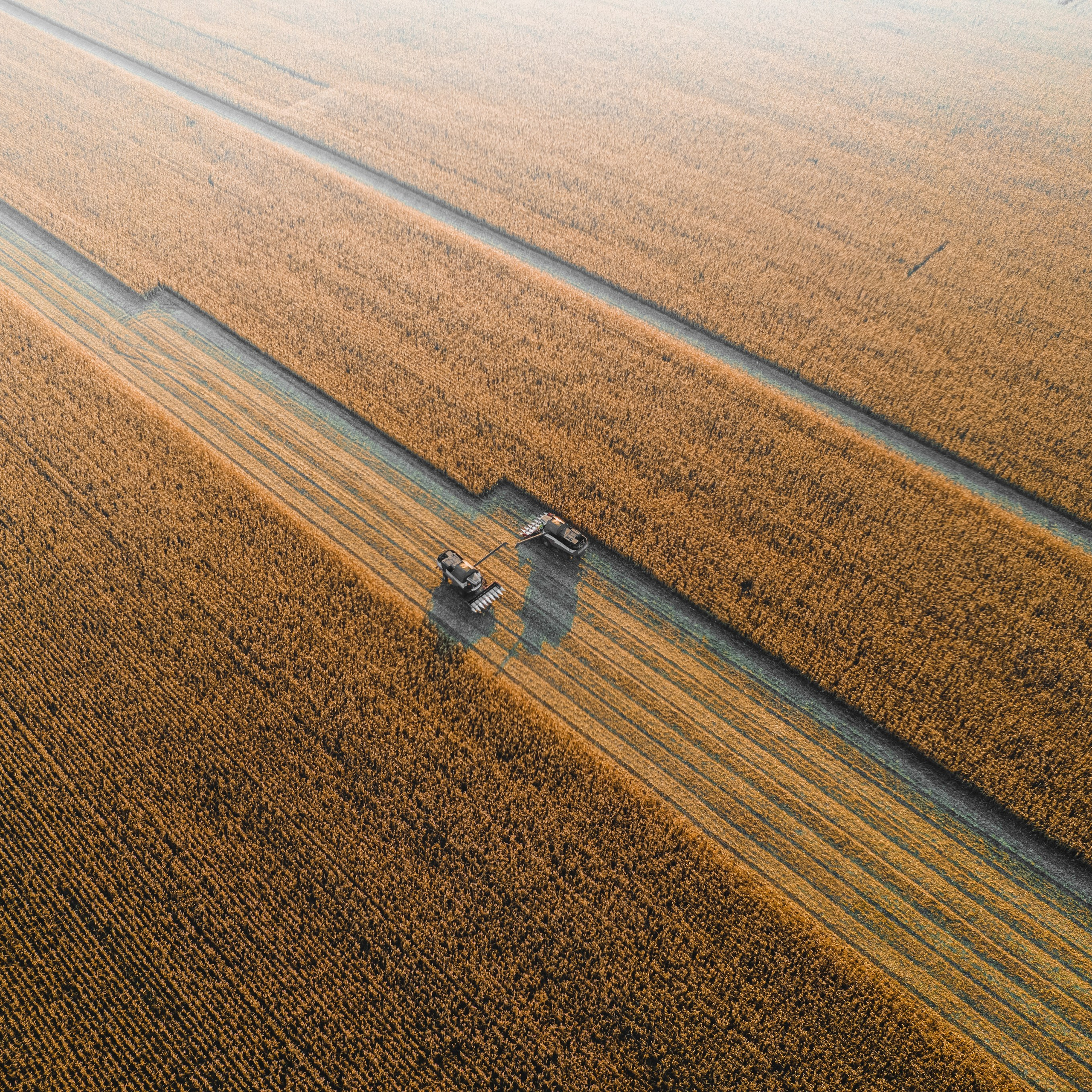 Поля. Уборка кукурузы