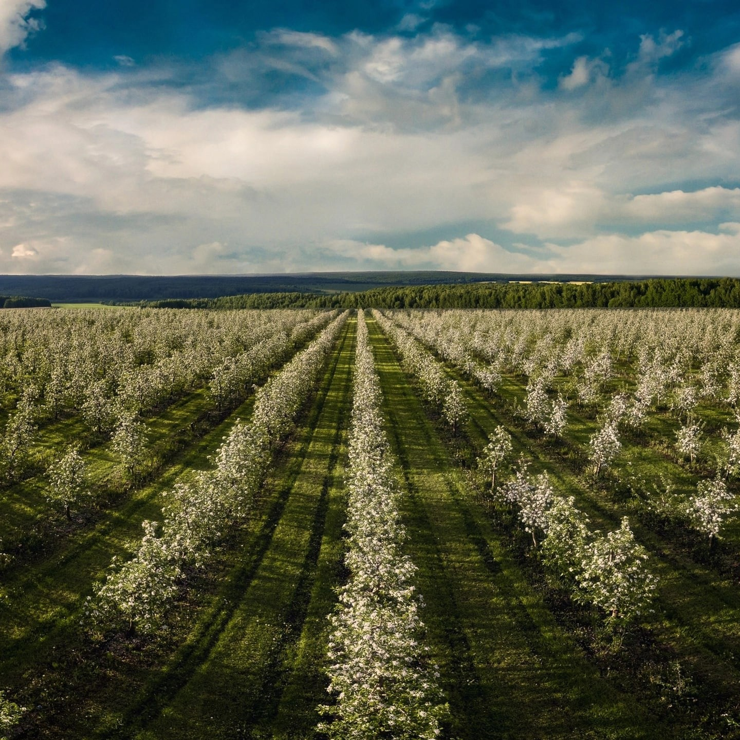 Яблоневые сады