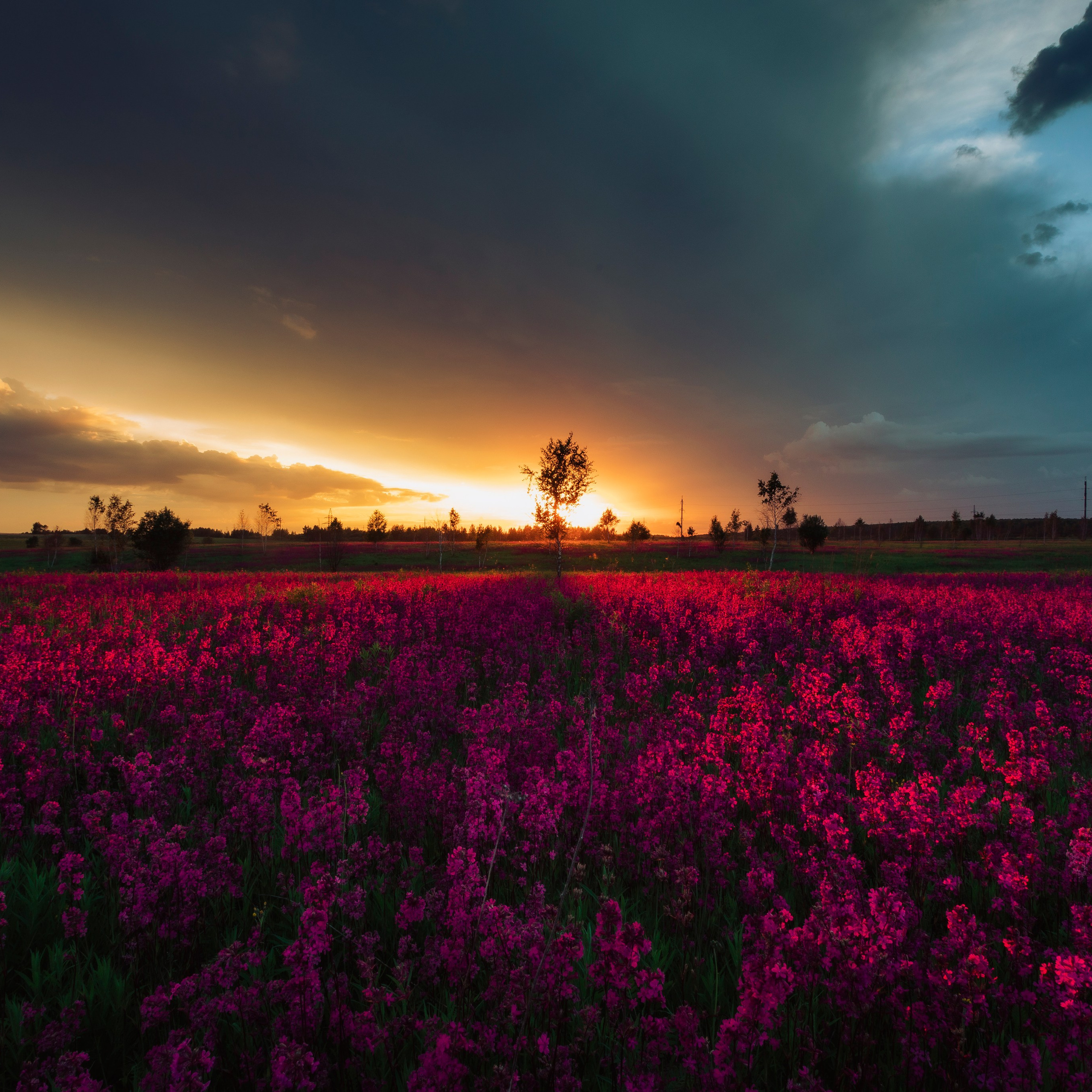 Поля. Смолка клейкая