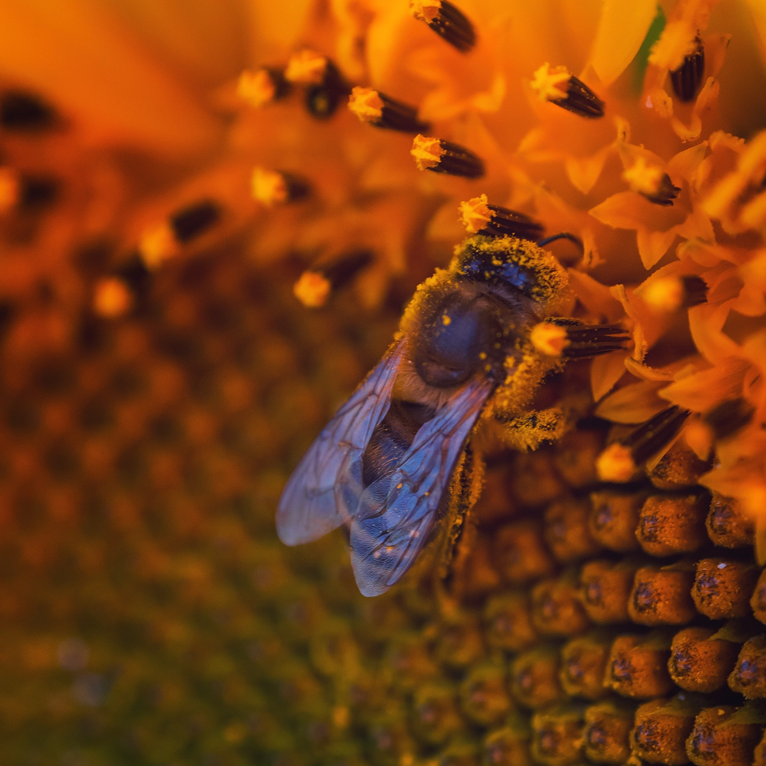 Поля. Подсолнухи