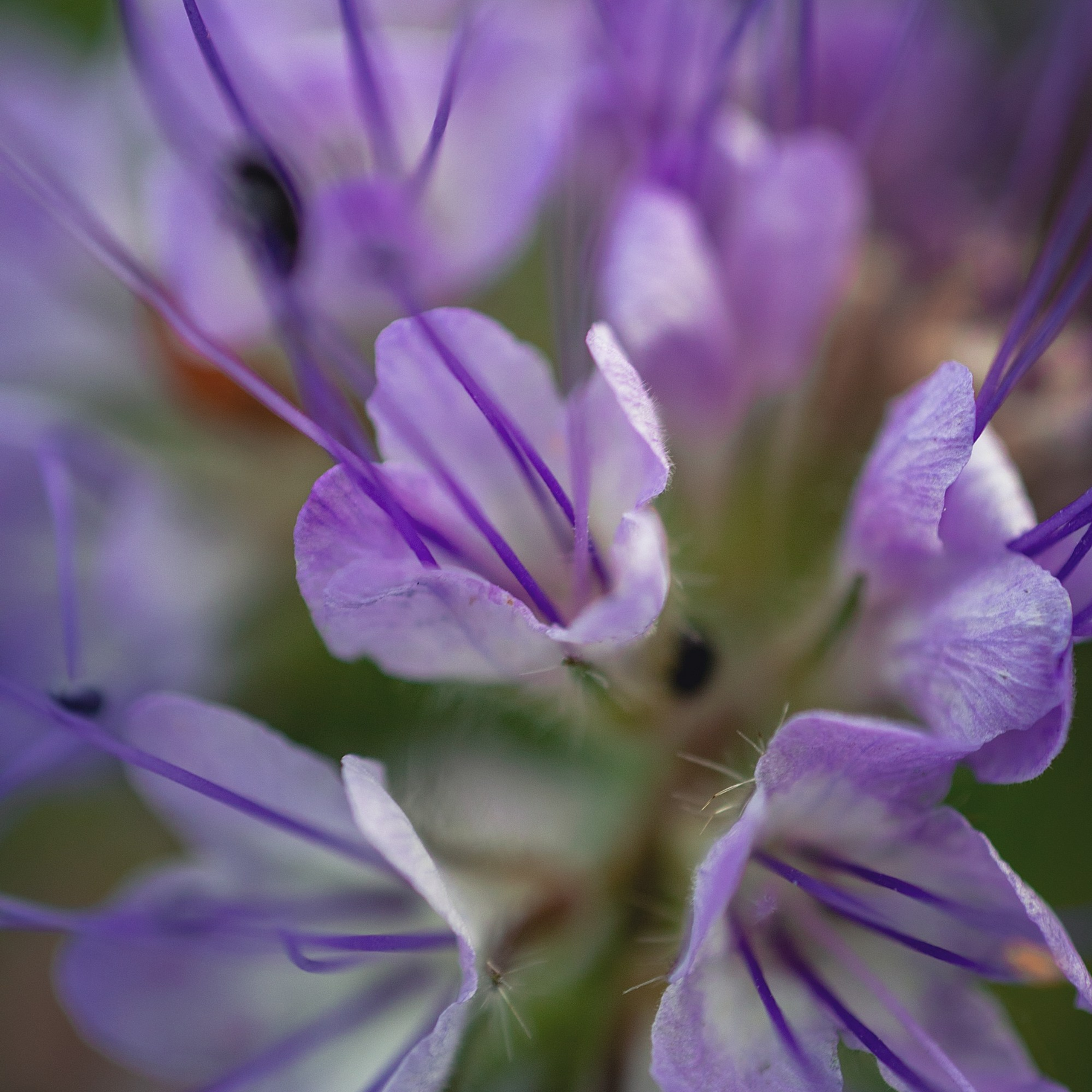 Поля. Фацелия