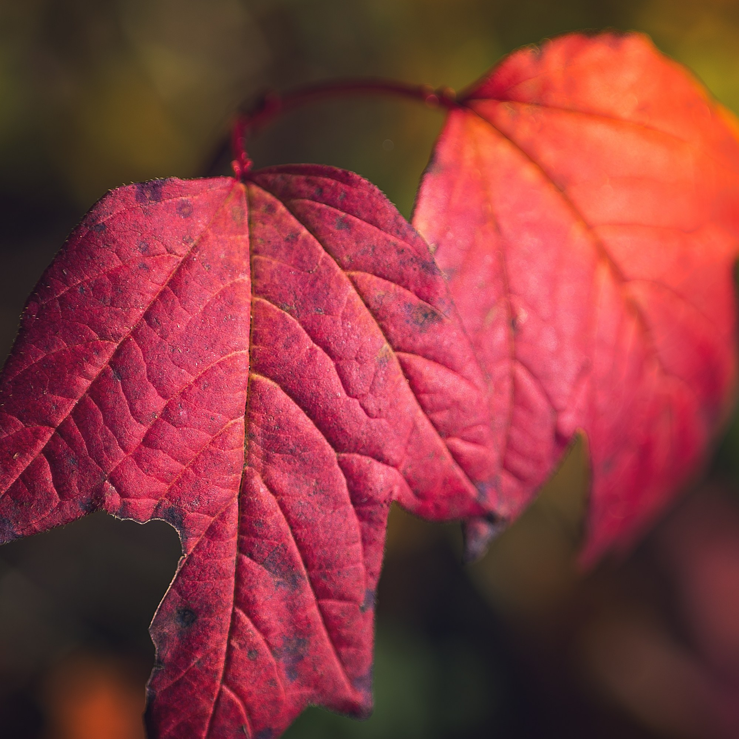 Блог. Николай Брытков — фотограф в Туле