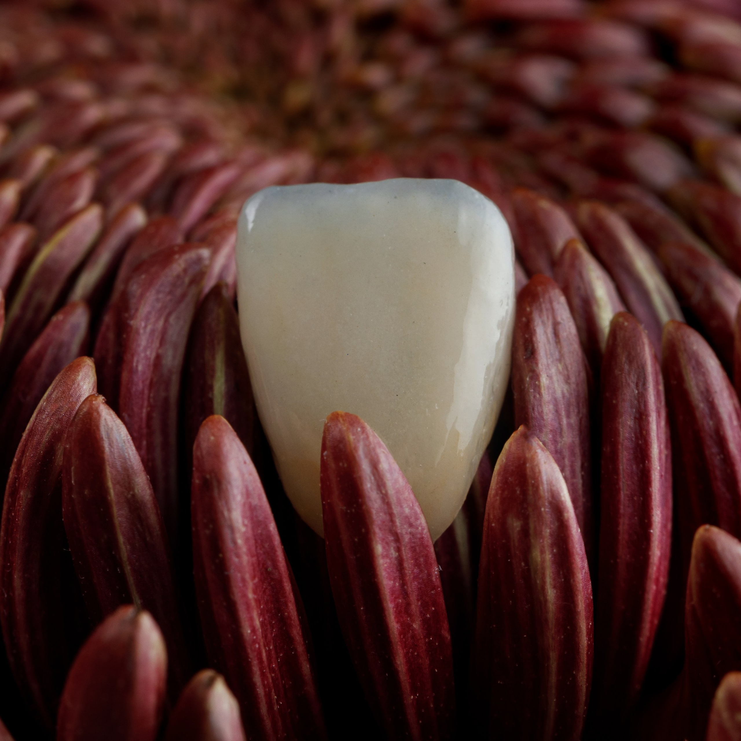 Отзывы. Дентал фотограф — видеограф Денис Дорошенко