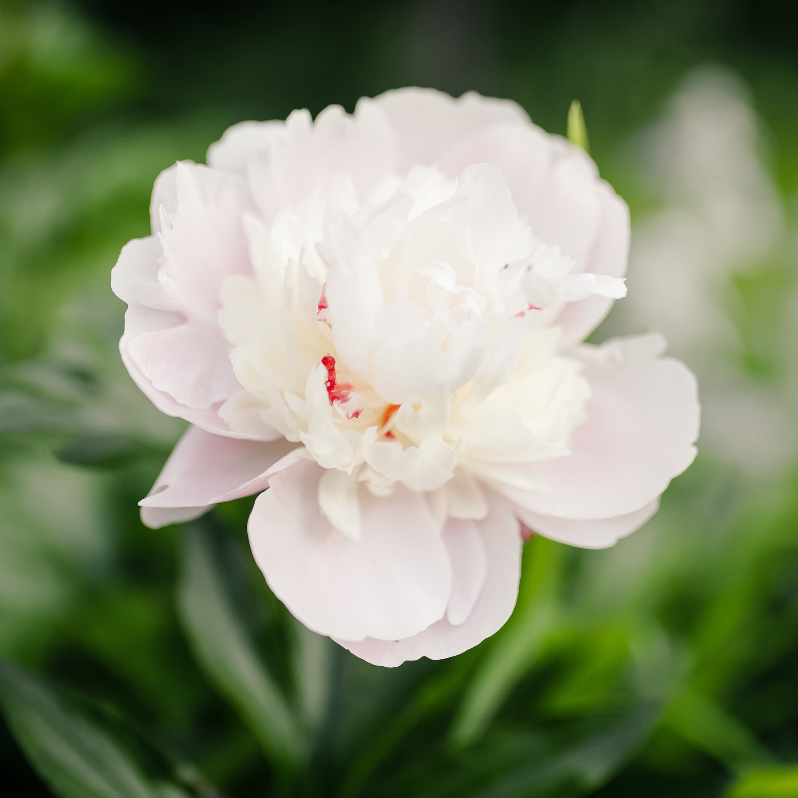 Свадебный фотограф. Свадебный фотограф Серпухов — Москва Ольга Васильева