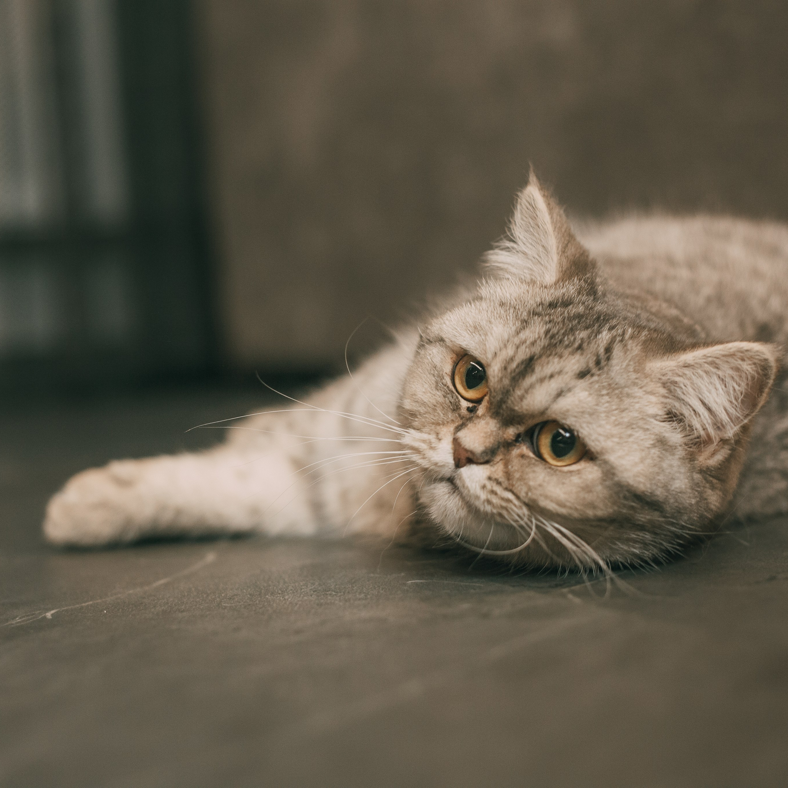 Отзывы. Семейный и свадебный фотограф в Ижевске Лушникова Екатерина