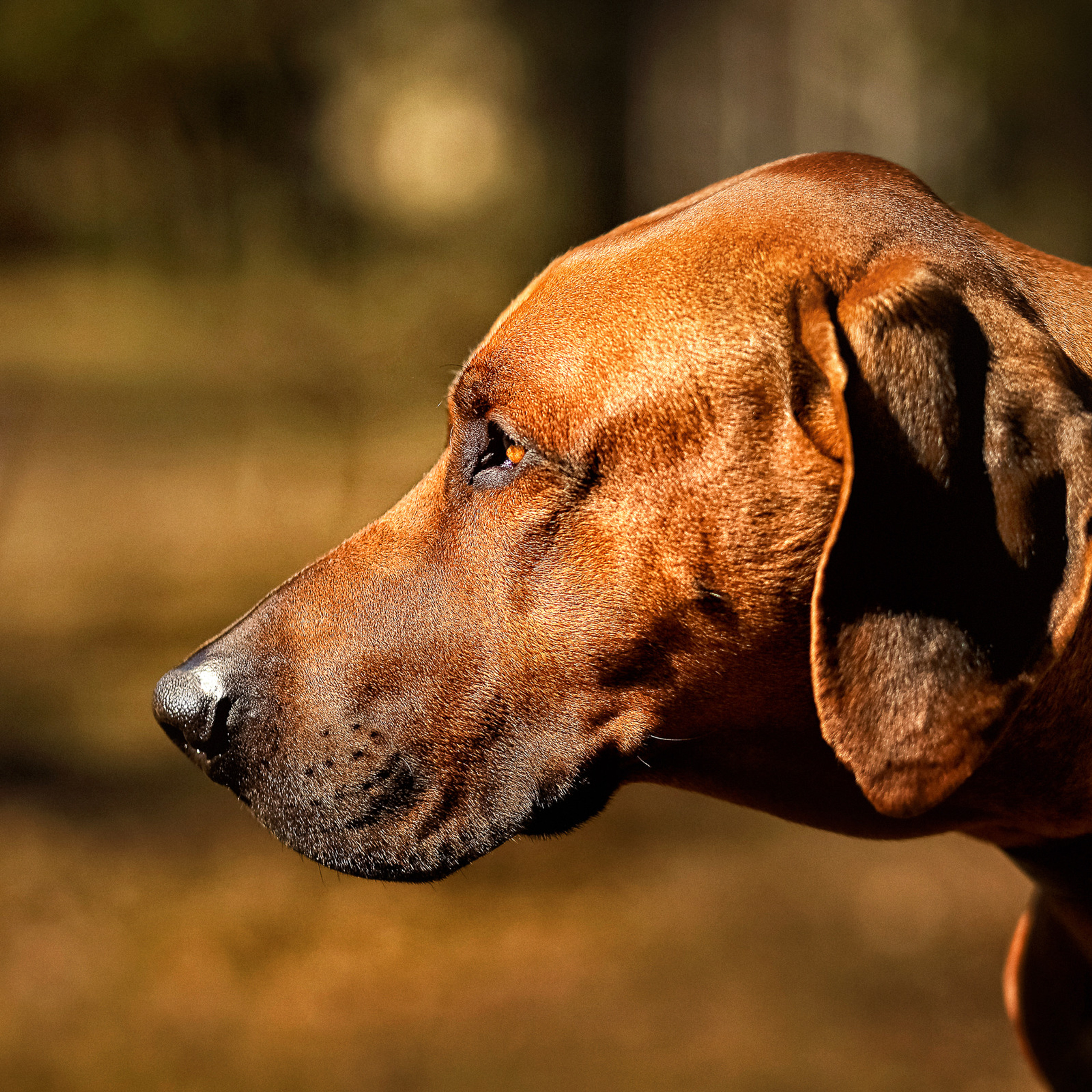 Портерт собаки