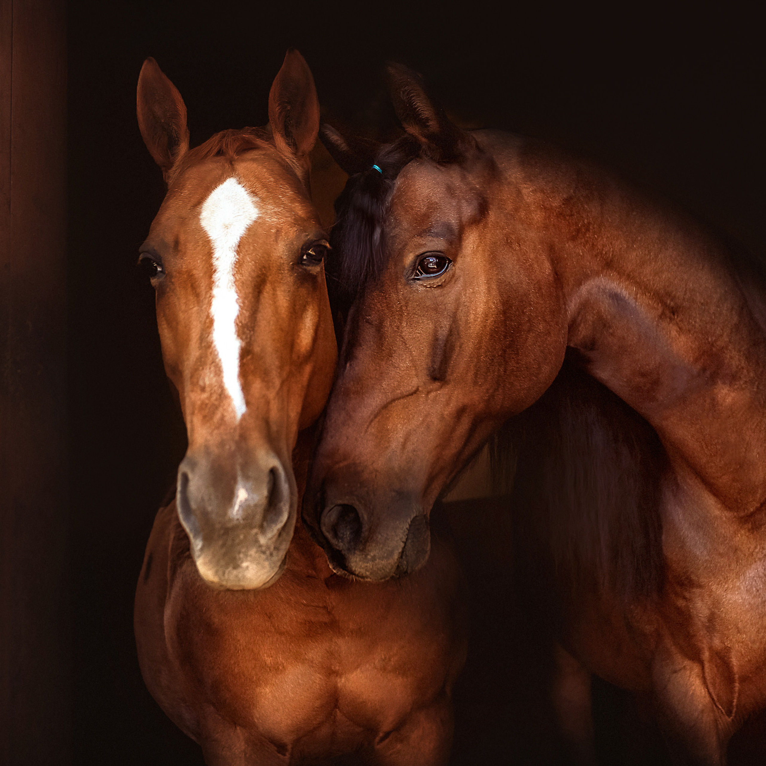 Две лошадки