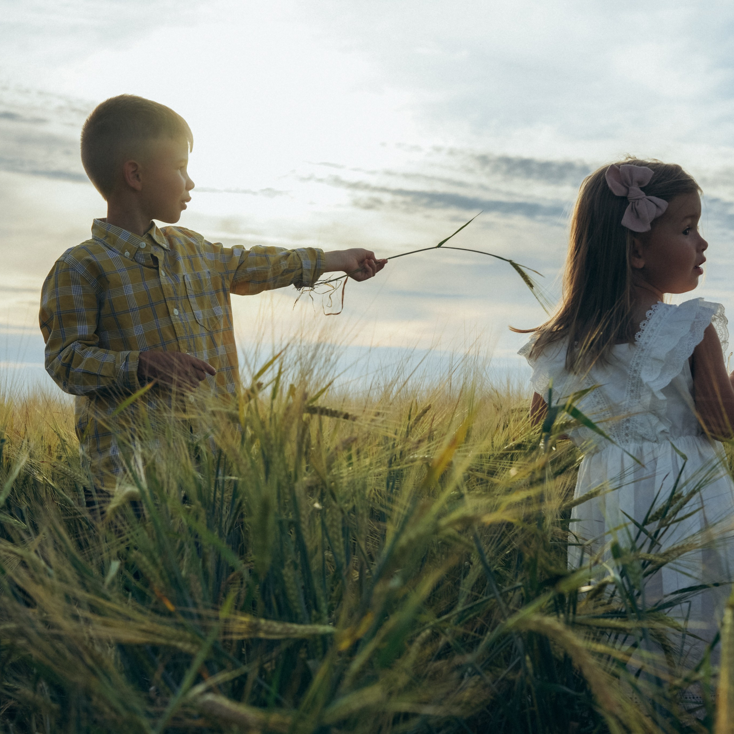 Пшеничное поле