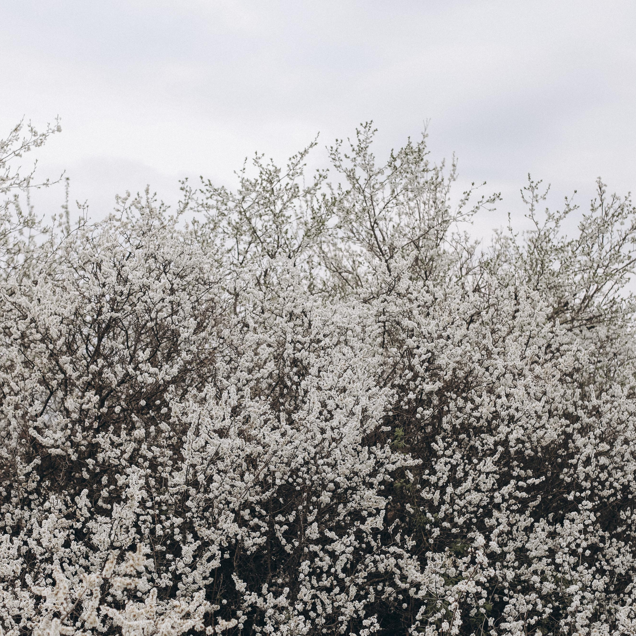 Весенняя свадьба