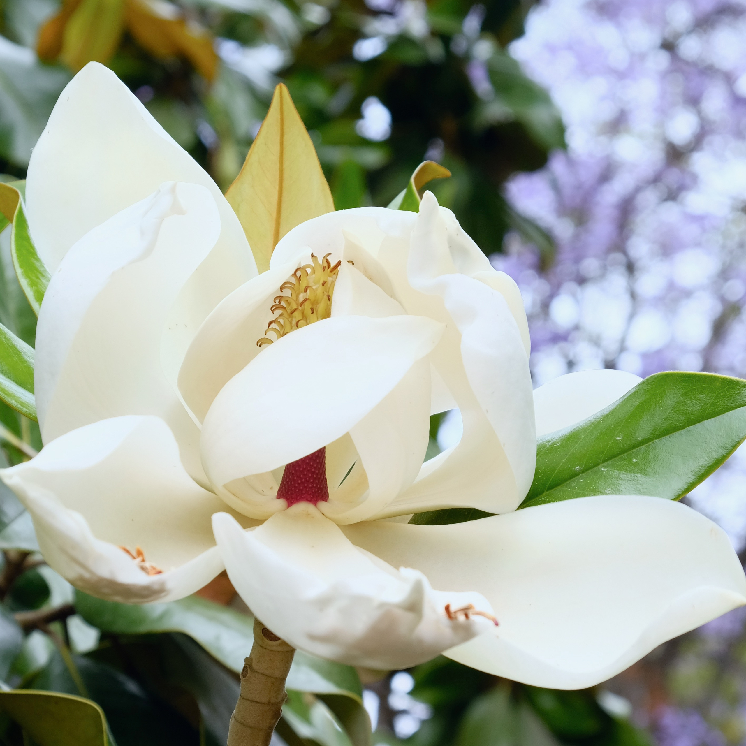 Парки Валенсии. Гид и фотограф в Валенсии Новиков Михаил