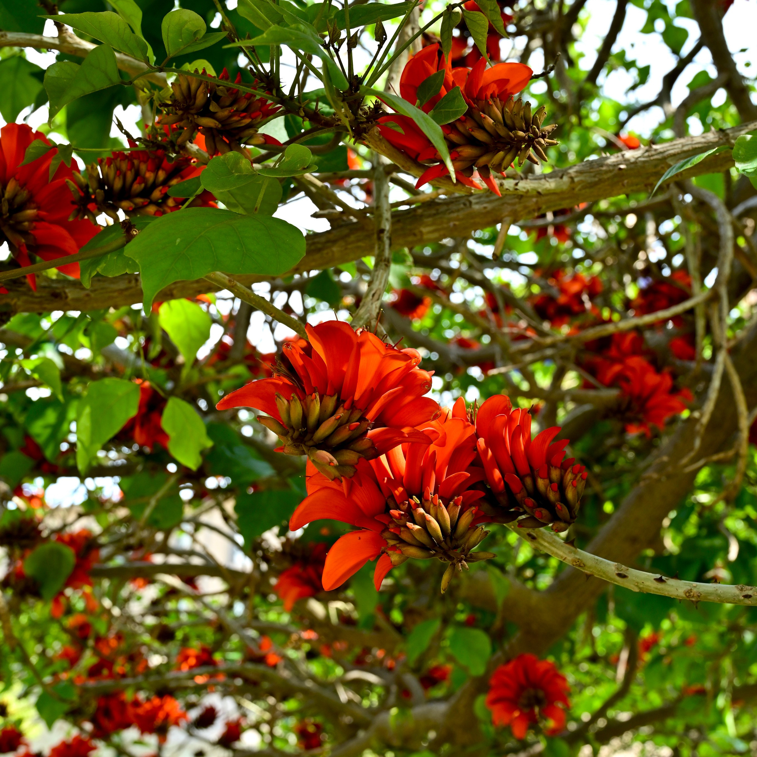 Парки Валенсии. Гид и фотограф в Валенсии Новиков Михаил