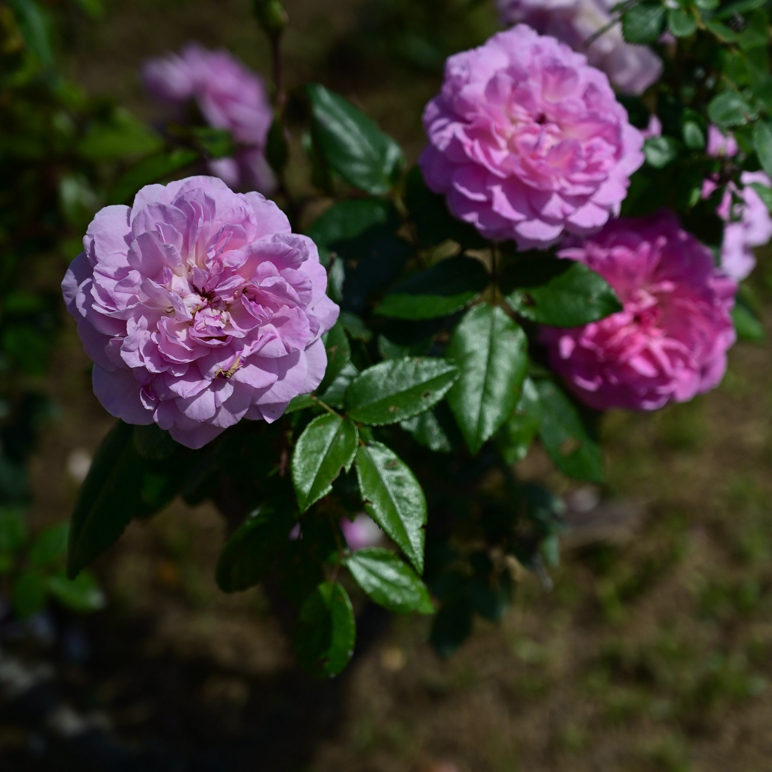 Парки Валенсии. Гид и фотограф в Валенсии Новиков Михаил