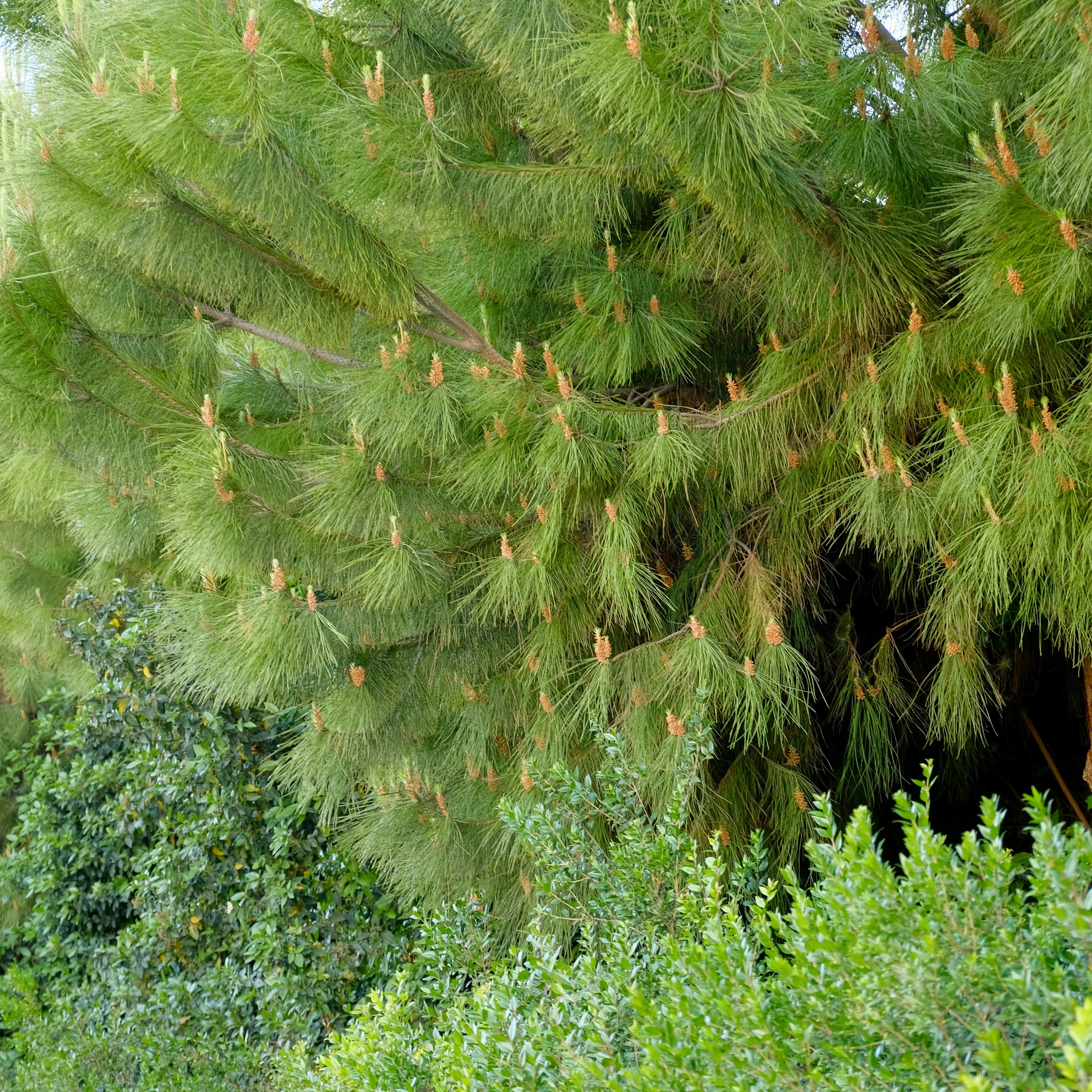 Парки Валенсии. Гид и фотограф в Валенсии Новиков Михаил