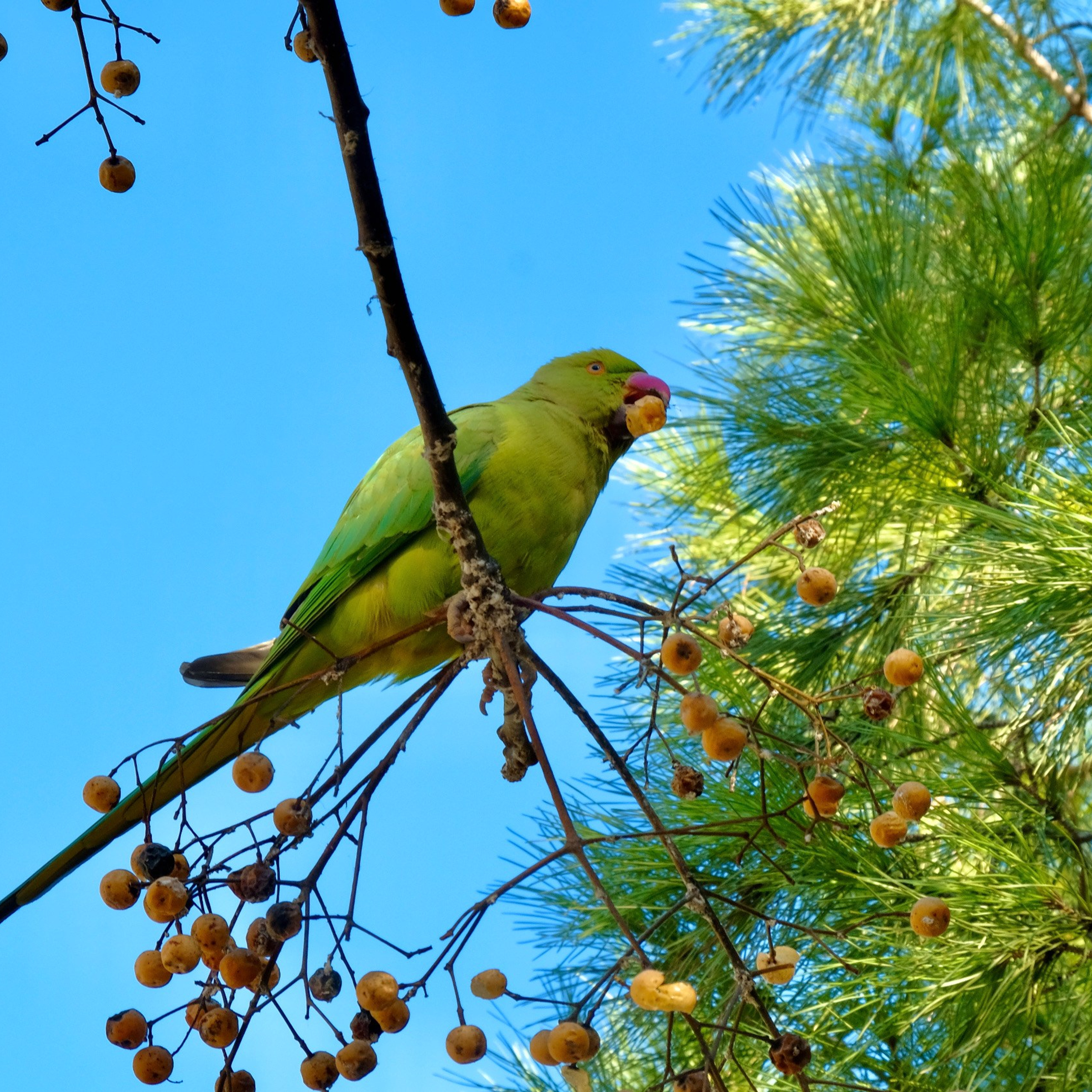 Парки Валенсии. Гид и фотограф в Валенсии Новиков Михаил