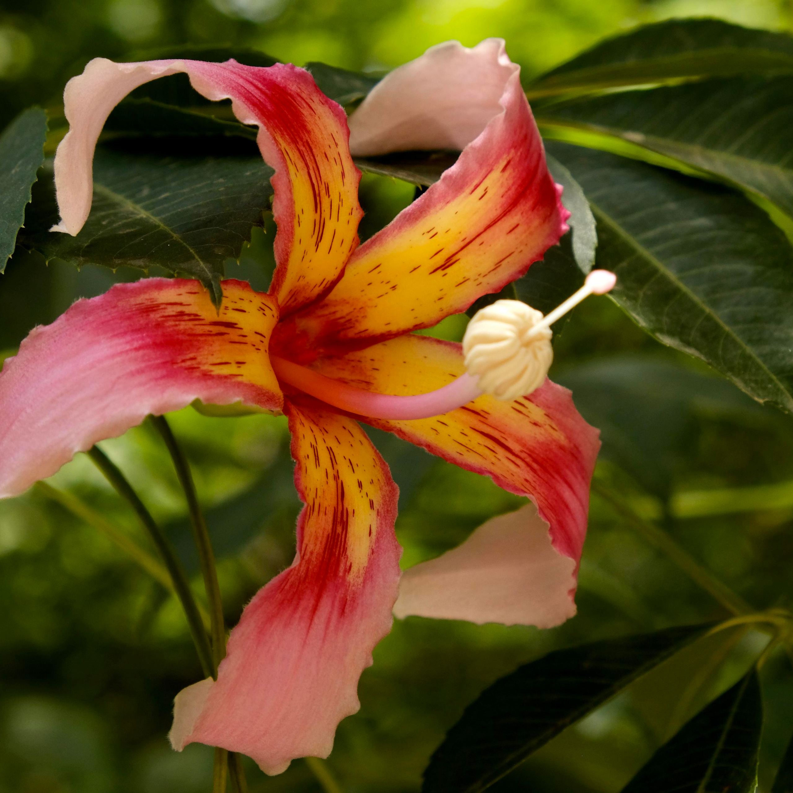 Парки Валенсии. Гид и фотограф в Валенсии Новиков Михаил