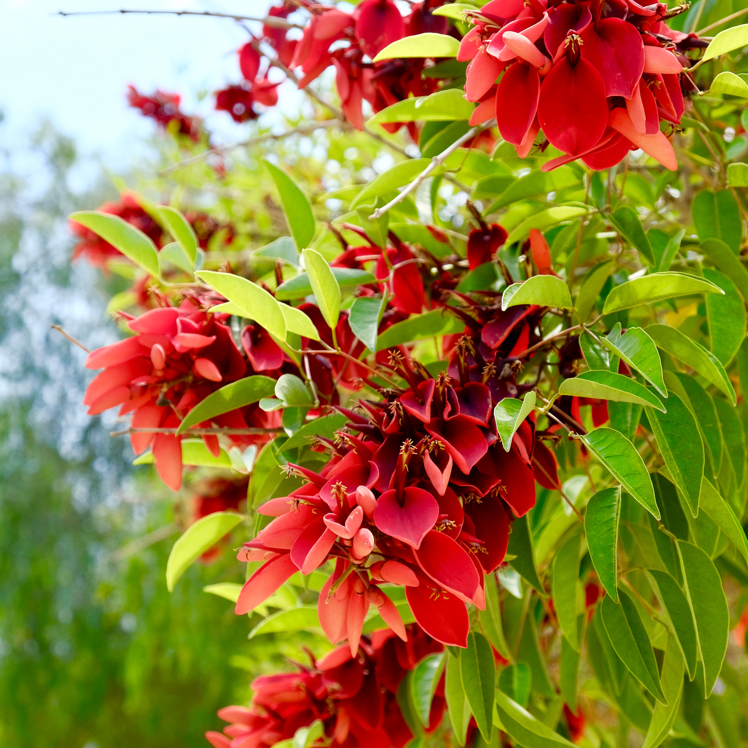 Парки Валенсии. Гид и фотограф в Валенсии Новиков Михаил