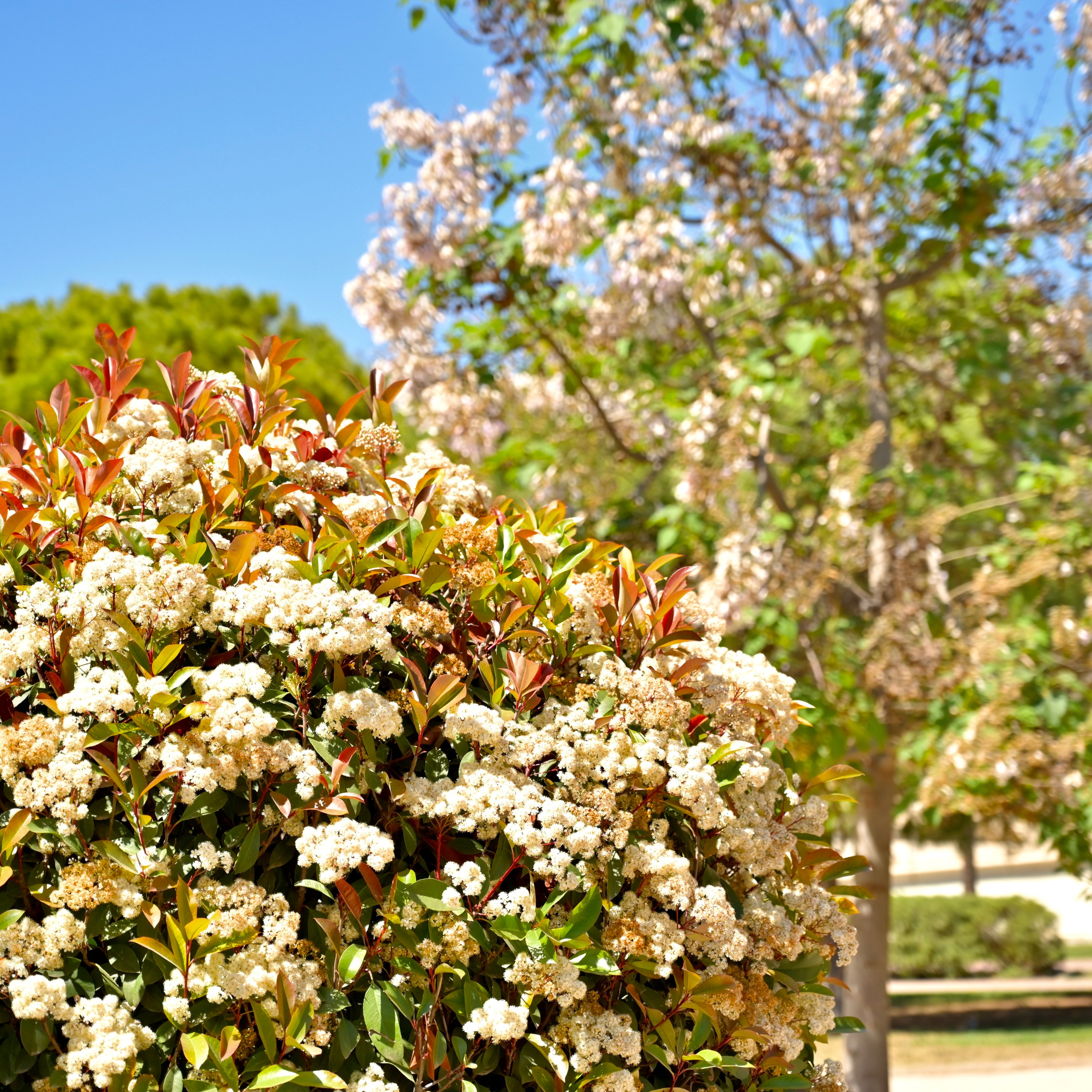 Парки Валенсии. Гид и фотограф в Валенсии Новиков Михаил