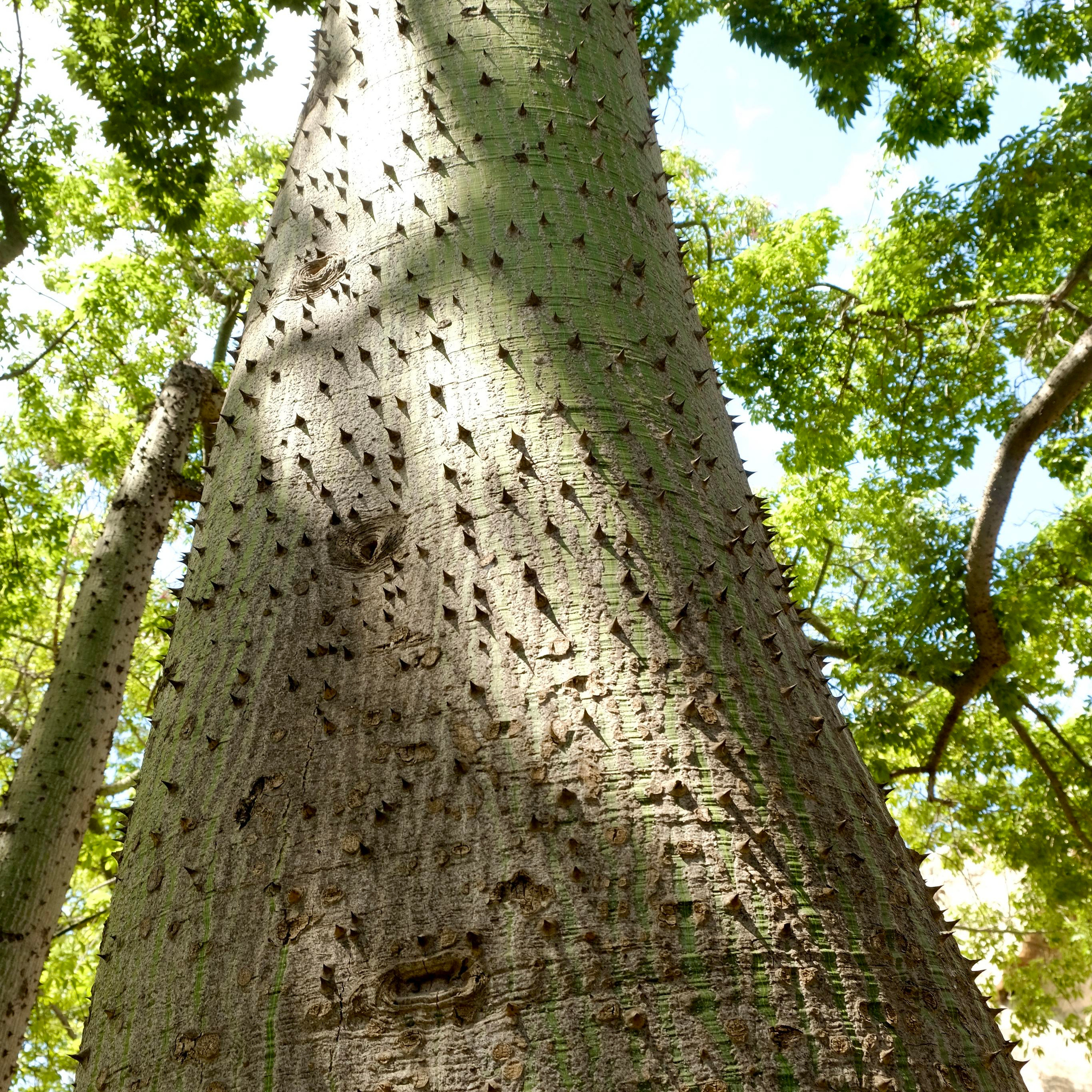 Парки Валенсии. Гид и фотограф в Валенсии Новиков Михаил