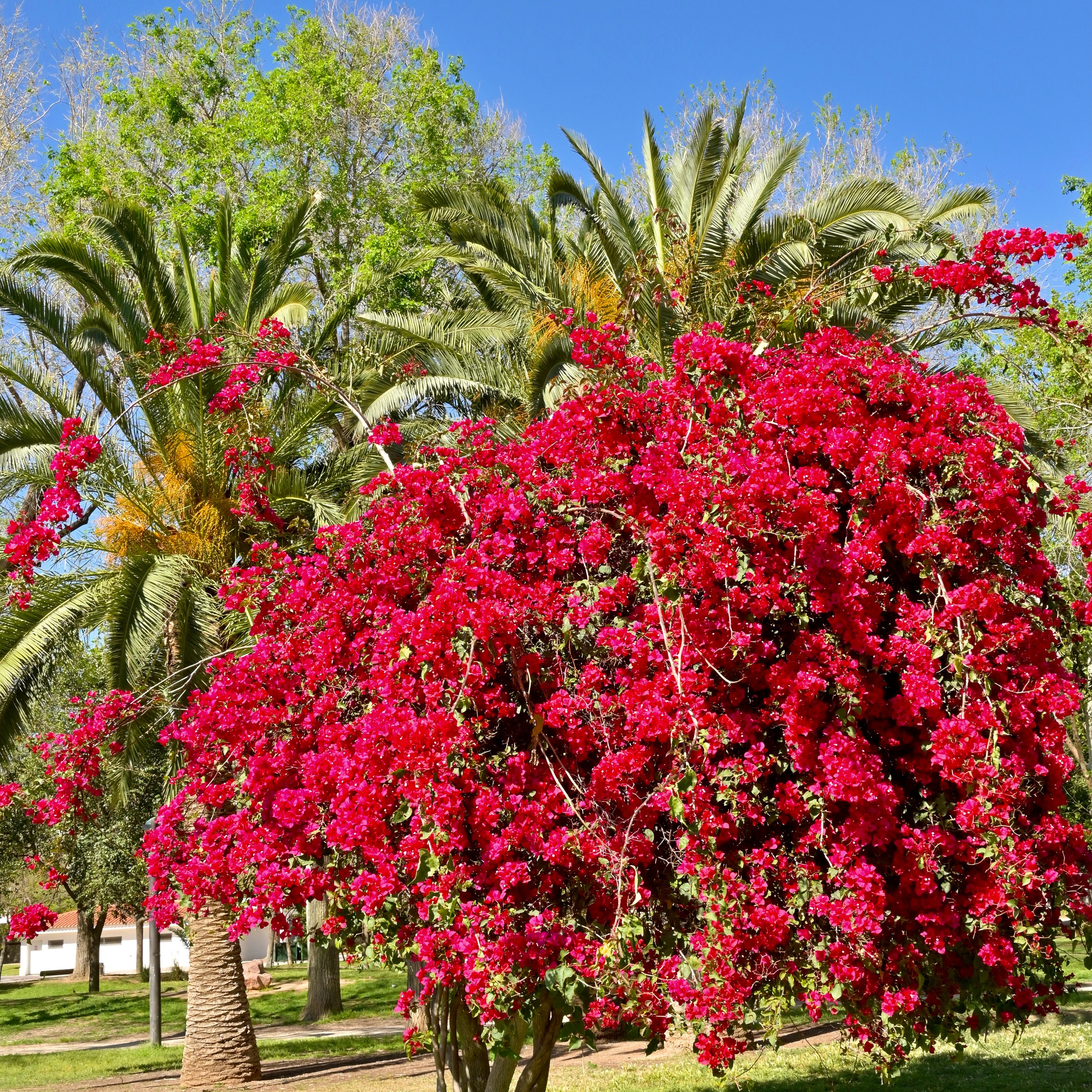 Парки Валенсии. Гид и фотограф в Валенсии Новиков Михаил