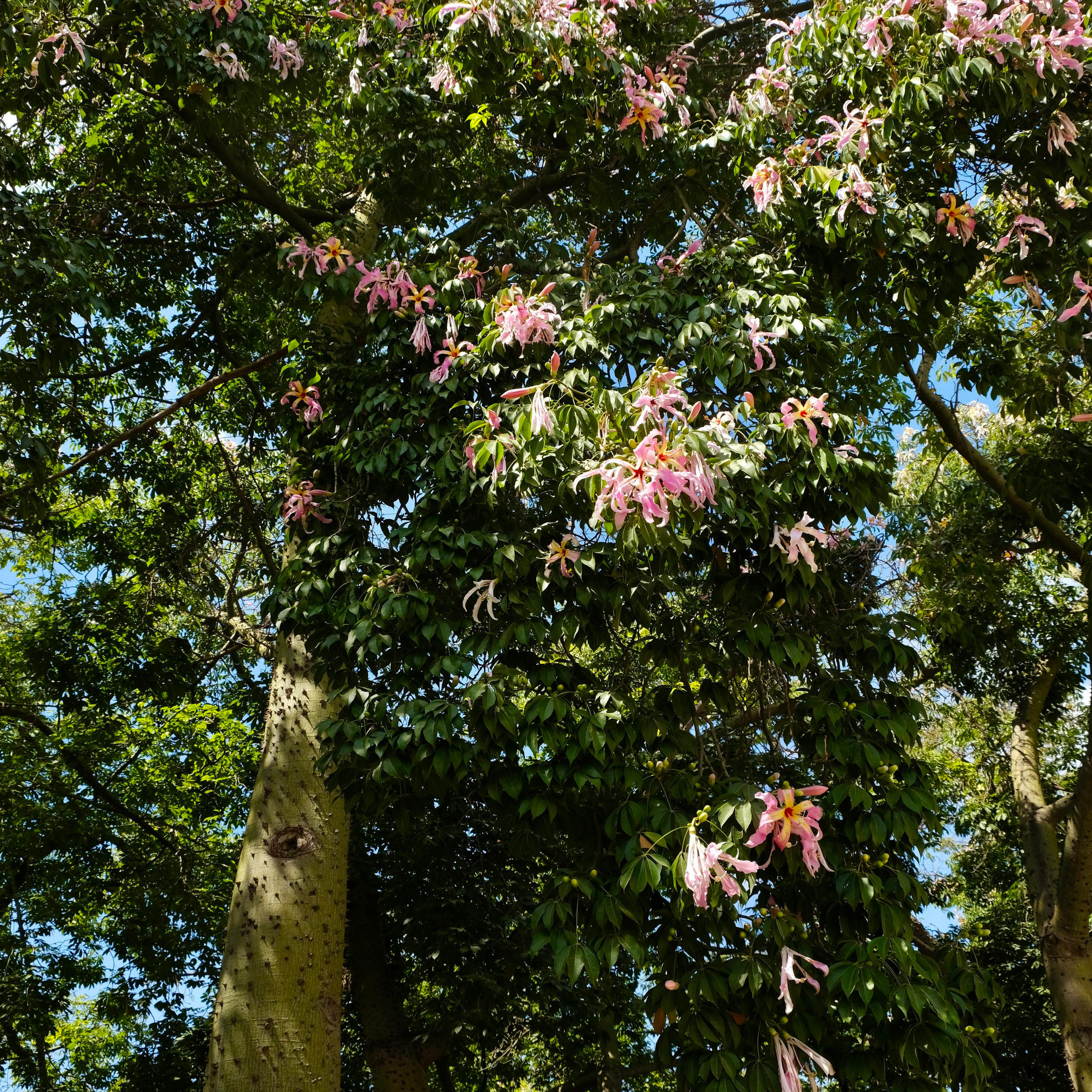 Парки Валенсии. Гид и фотограф в Валенсии Новиков Михаил