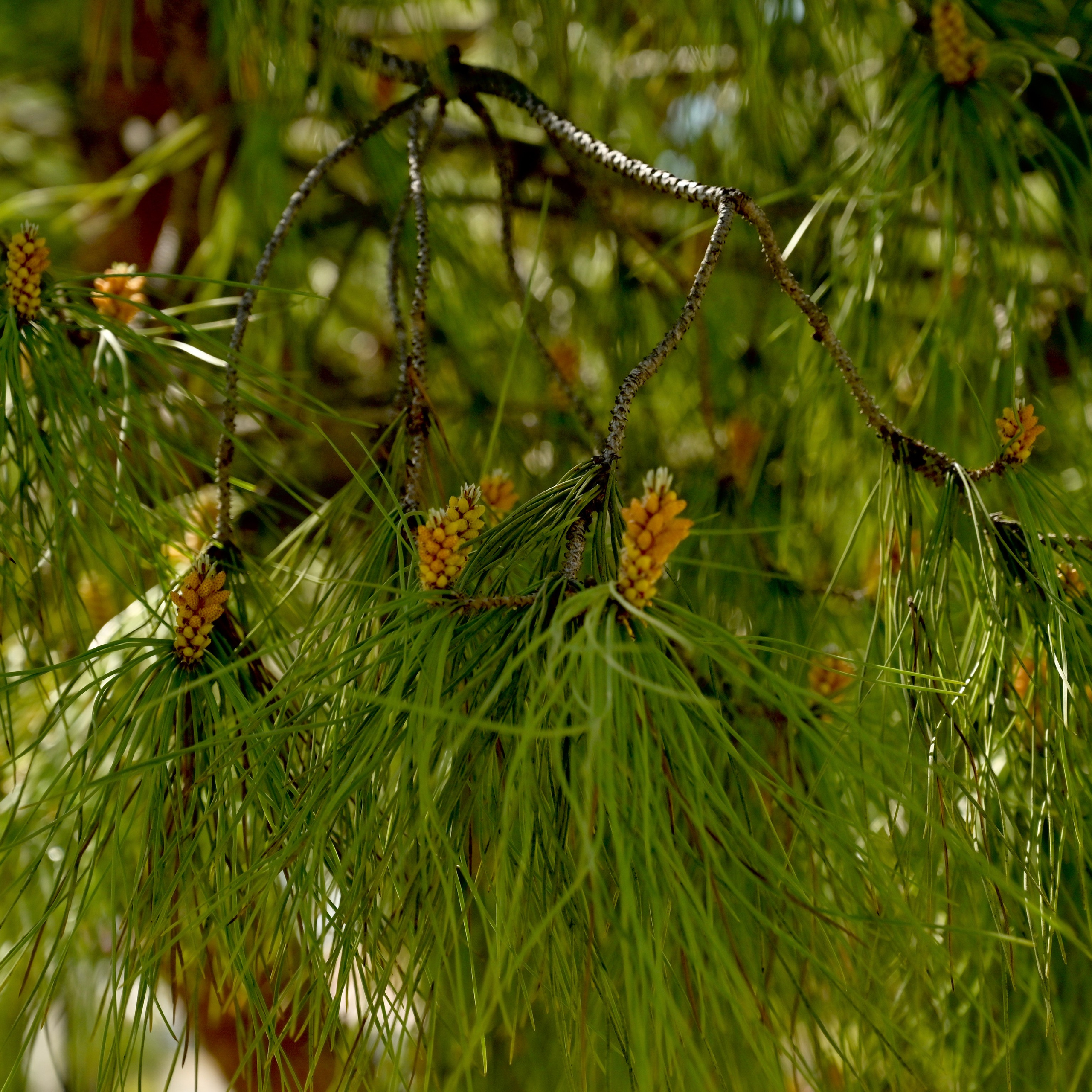 Парки Валенсии. Гид и фотограф в Валенсии Новиков Михаил