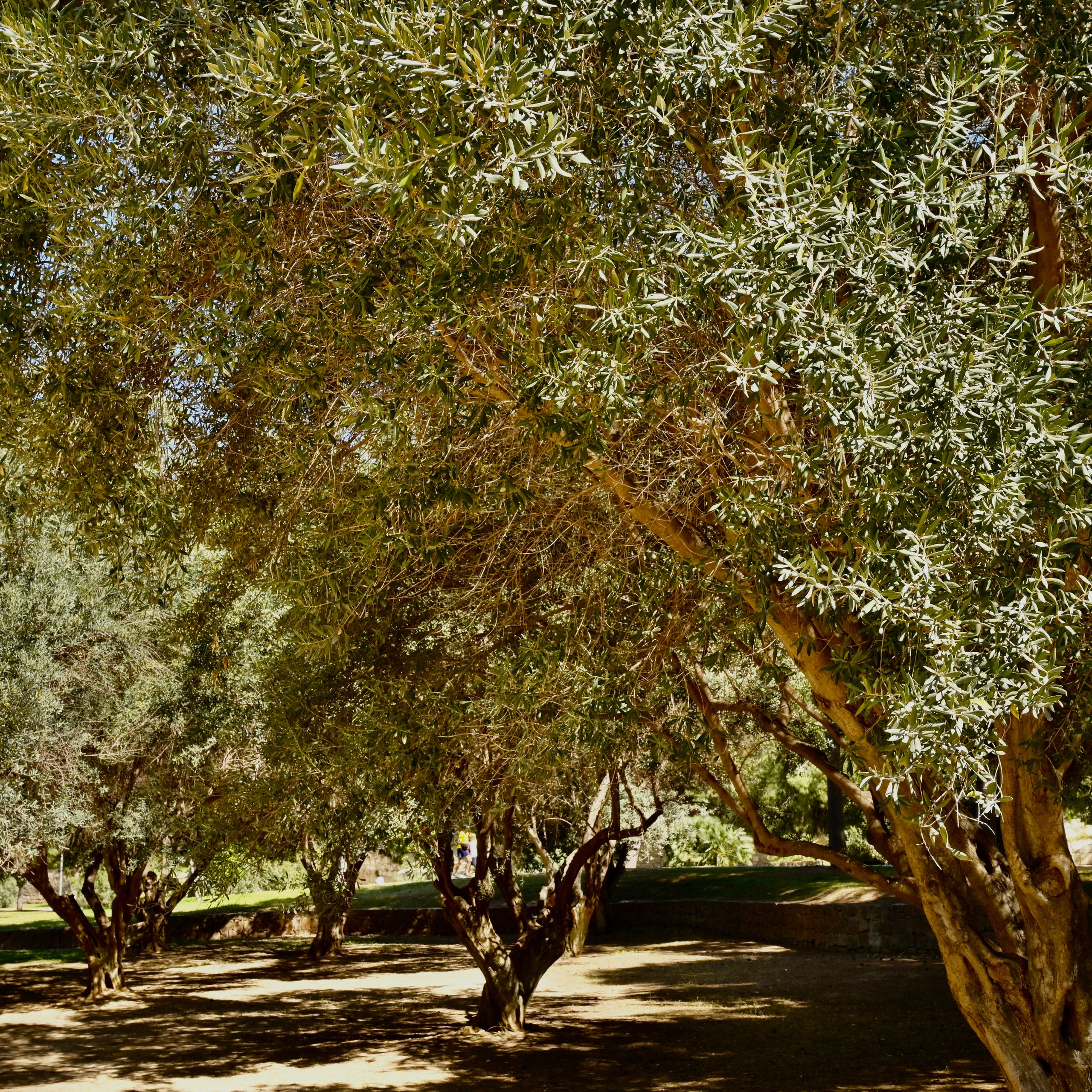 Парки Валенсии. Гид и фотограф в Валенсии Новиков Михаил