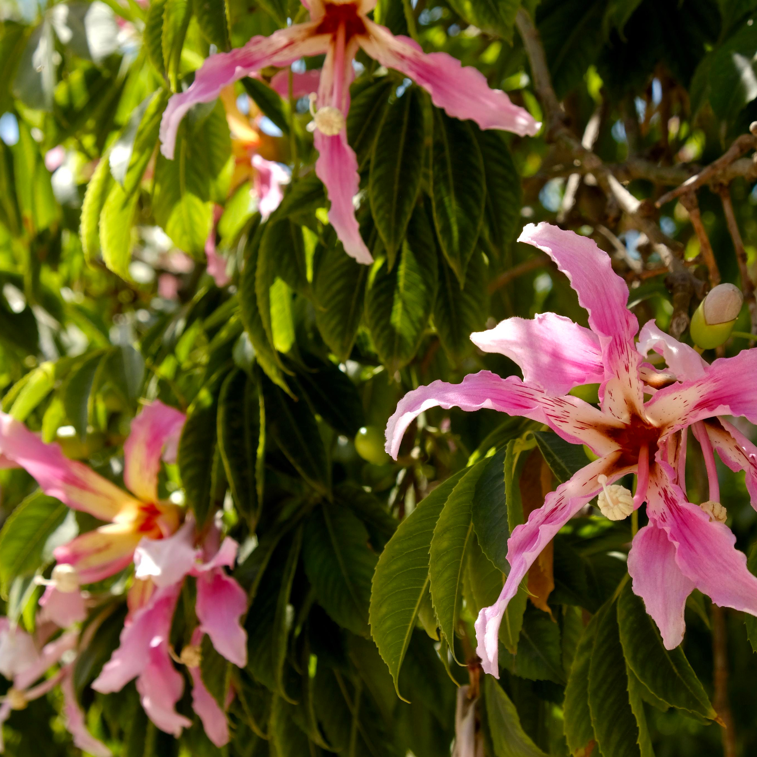 Парки Валенсии. Гид и фотограф в Валенсии Новиков Михаил
