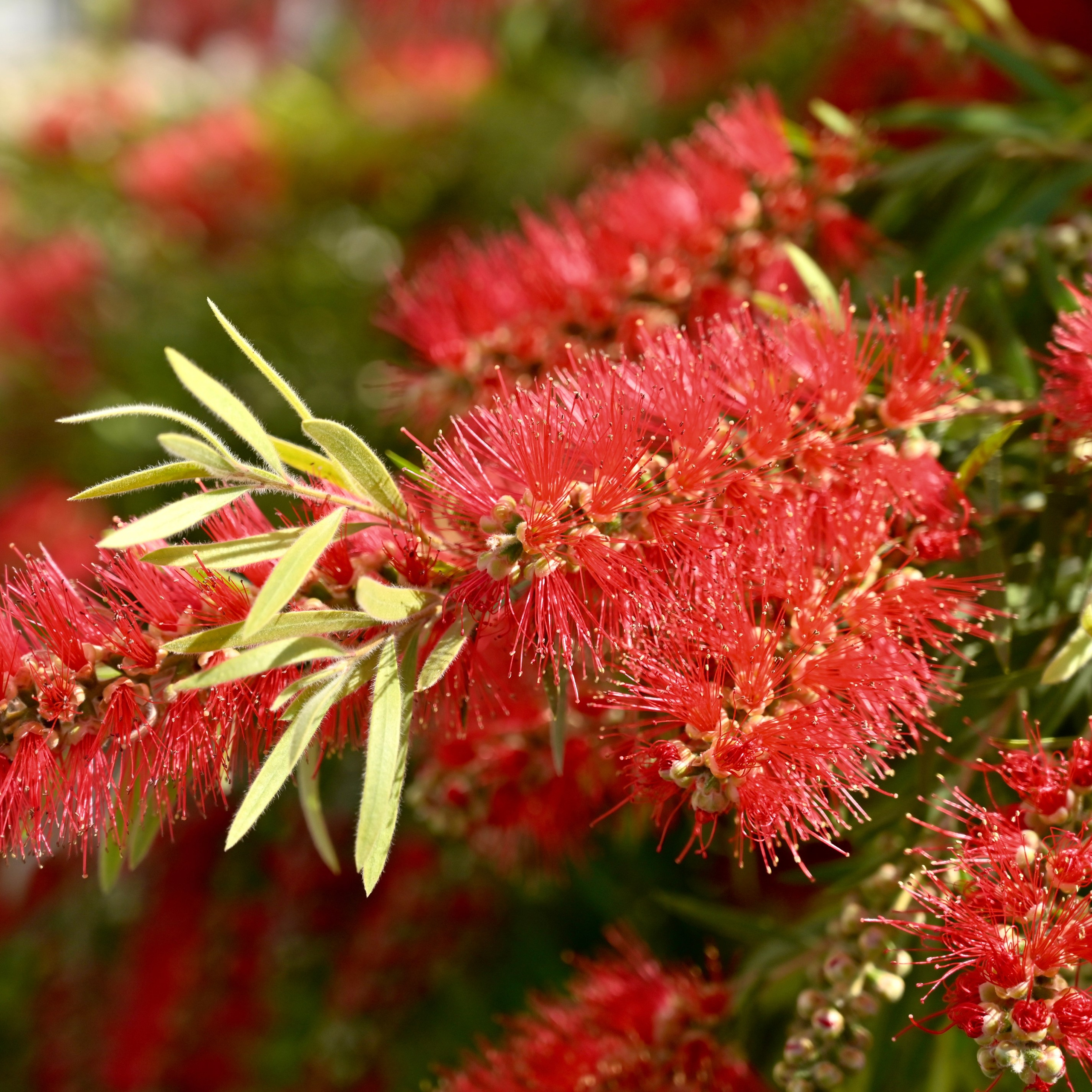 Парки Валенсии. Гид и фотограф в Валенсии Новиков Михаил