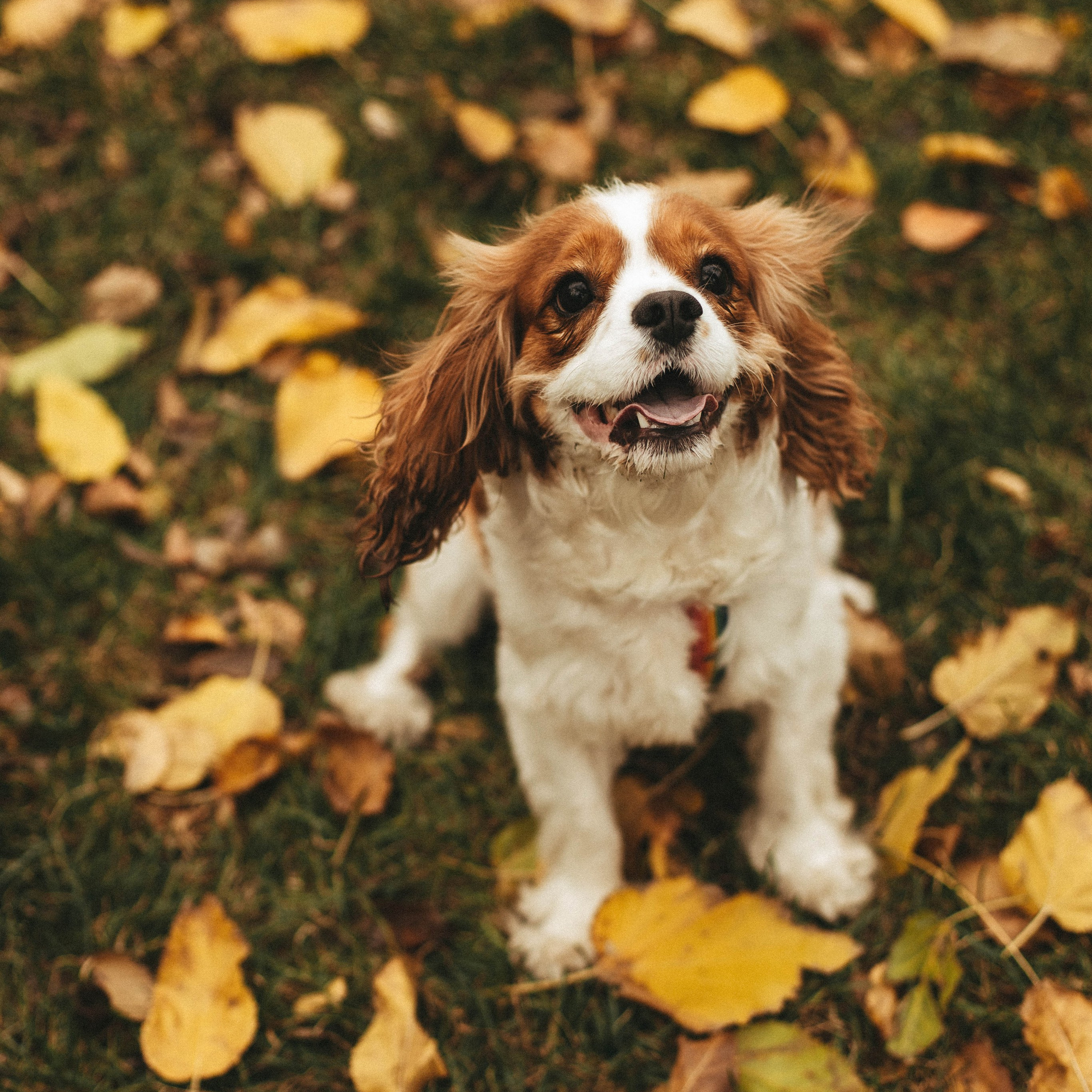Отзывы. Портретный и свадебный фотограф в Астрахани Сабира Аубекерова