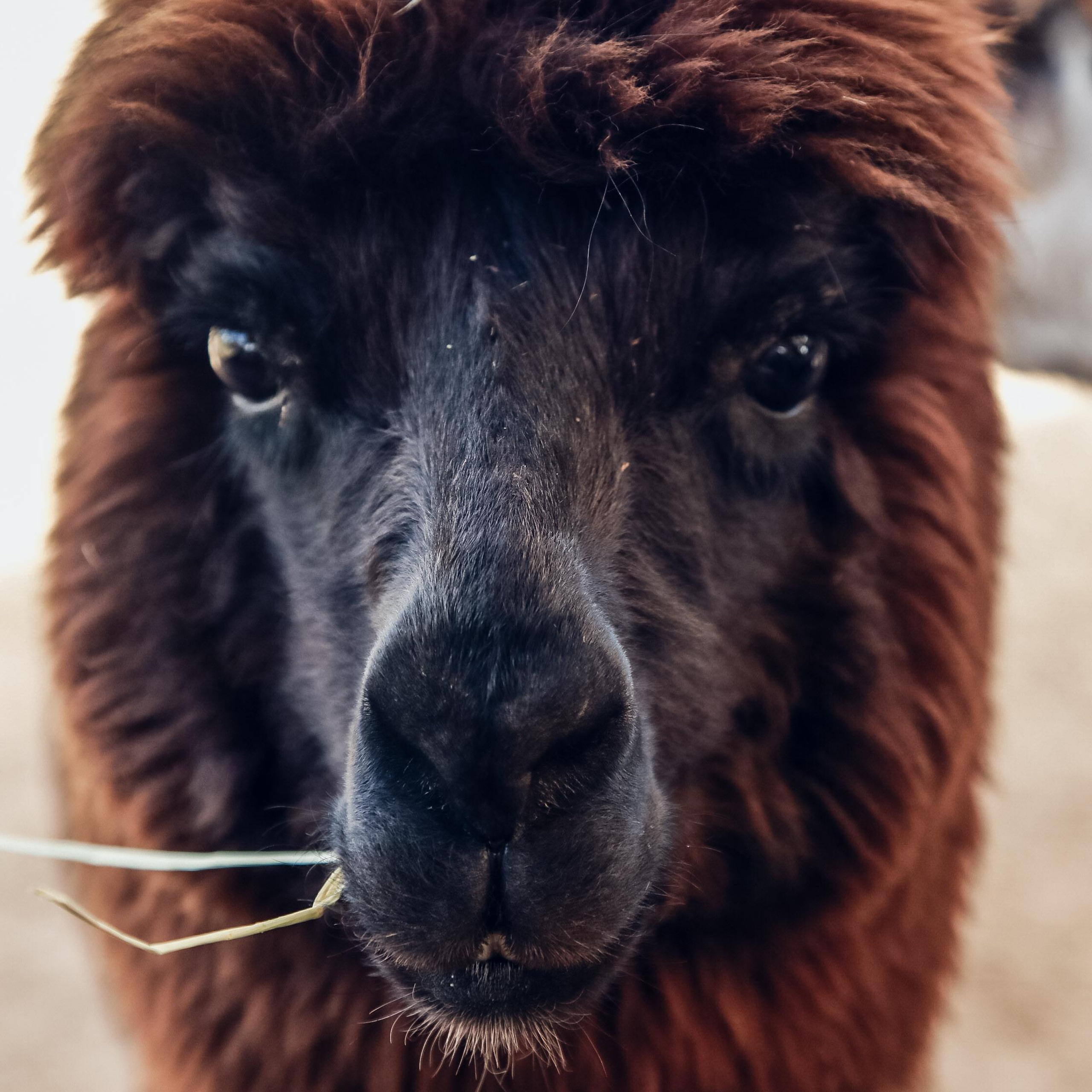 МАРКЕТПЛЕЙС / КОНТЕНТ СЪЕМКА. Фотограф Олеся Милош Мытищи, Москва и МО и весь мир