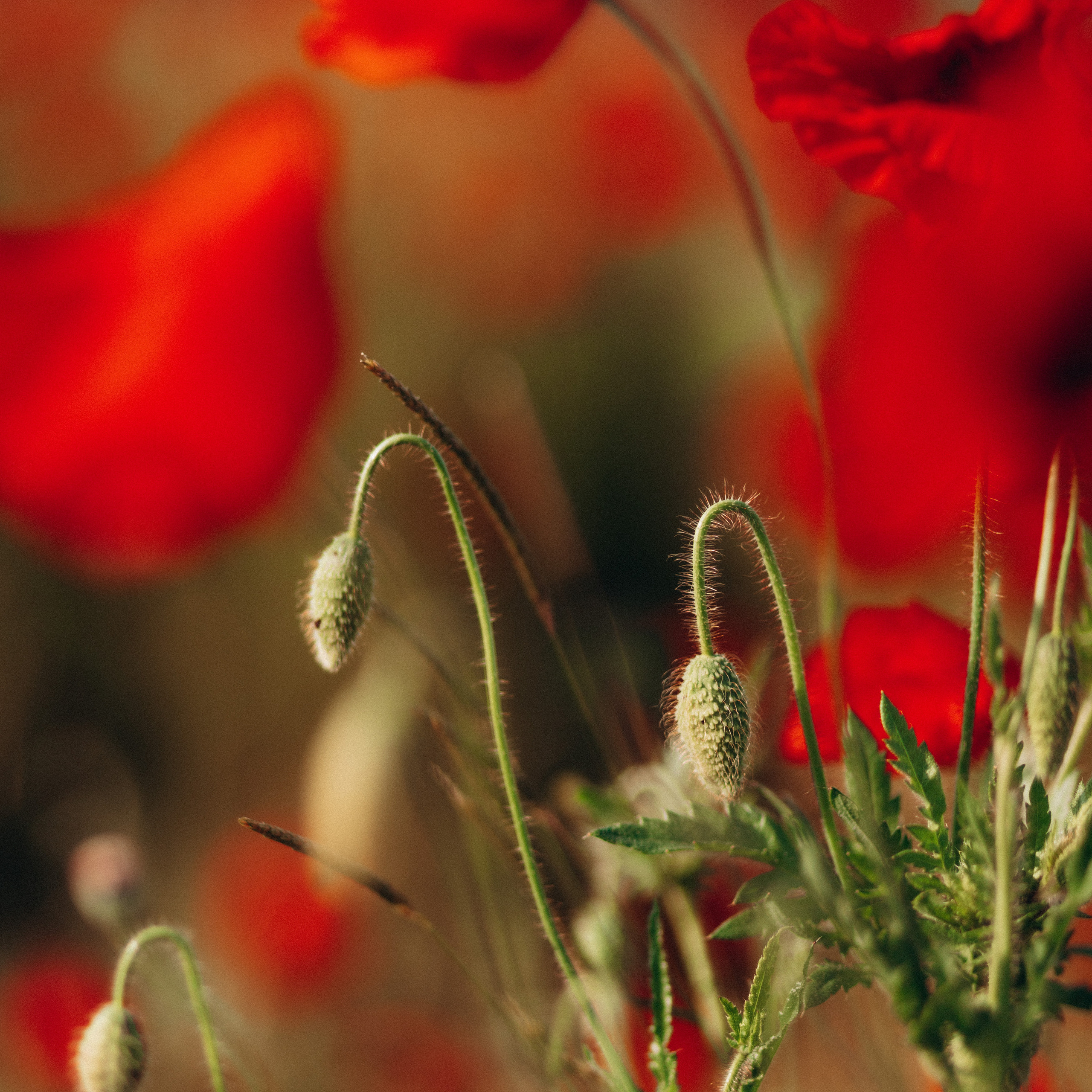 Вероника и Маки