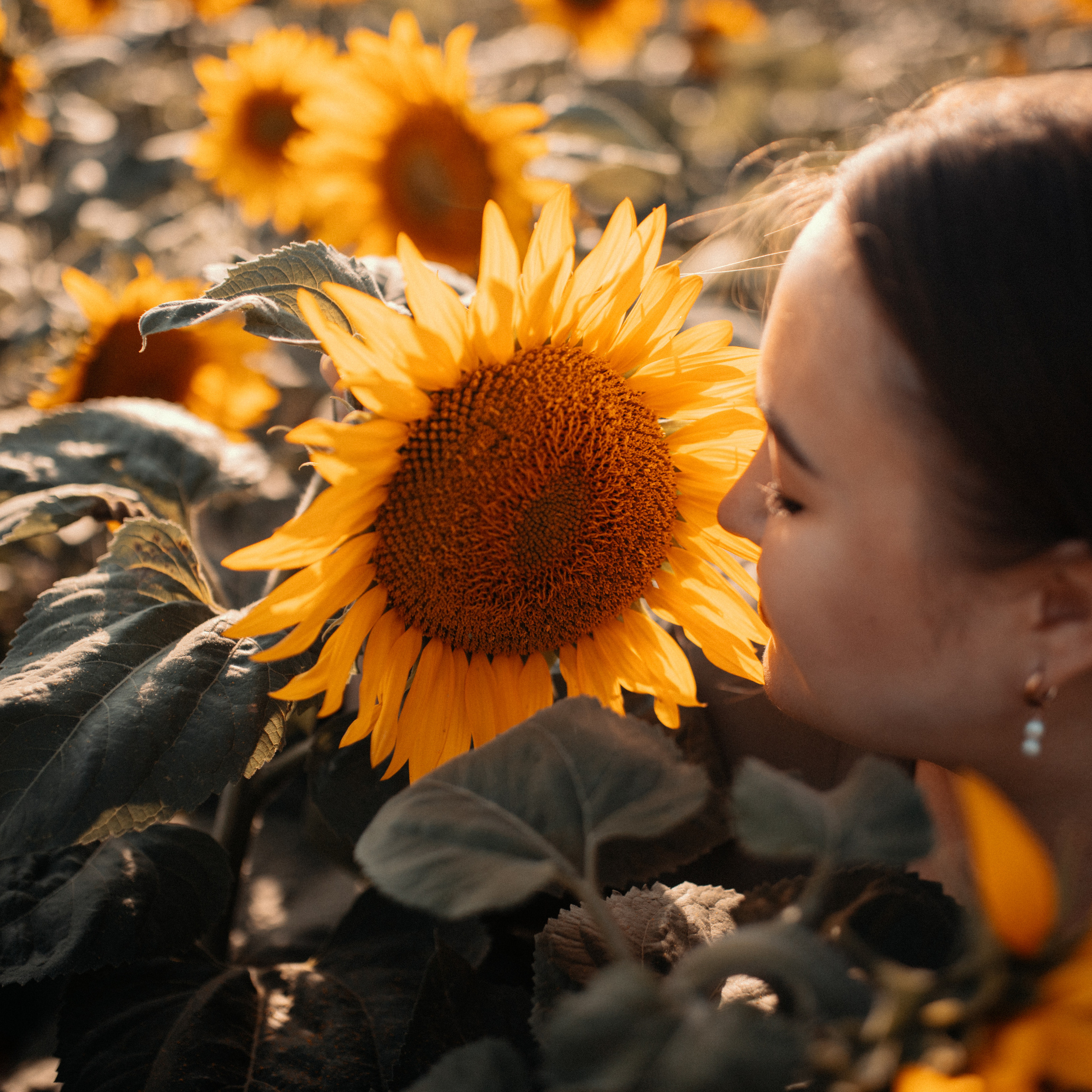 Подсолнухи. Lapeelapki | ФОТОГРАФИРУЮ СЧАСТЬЕ