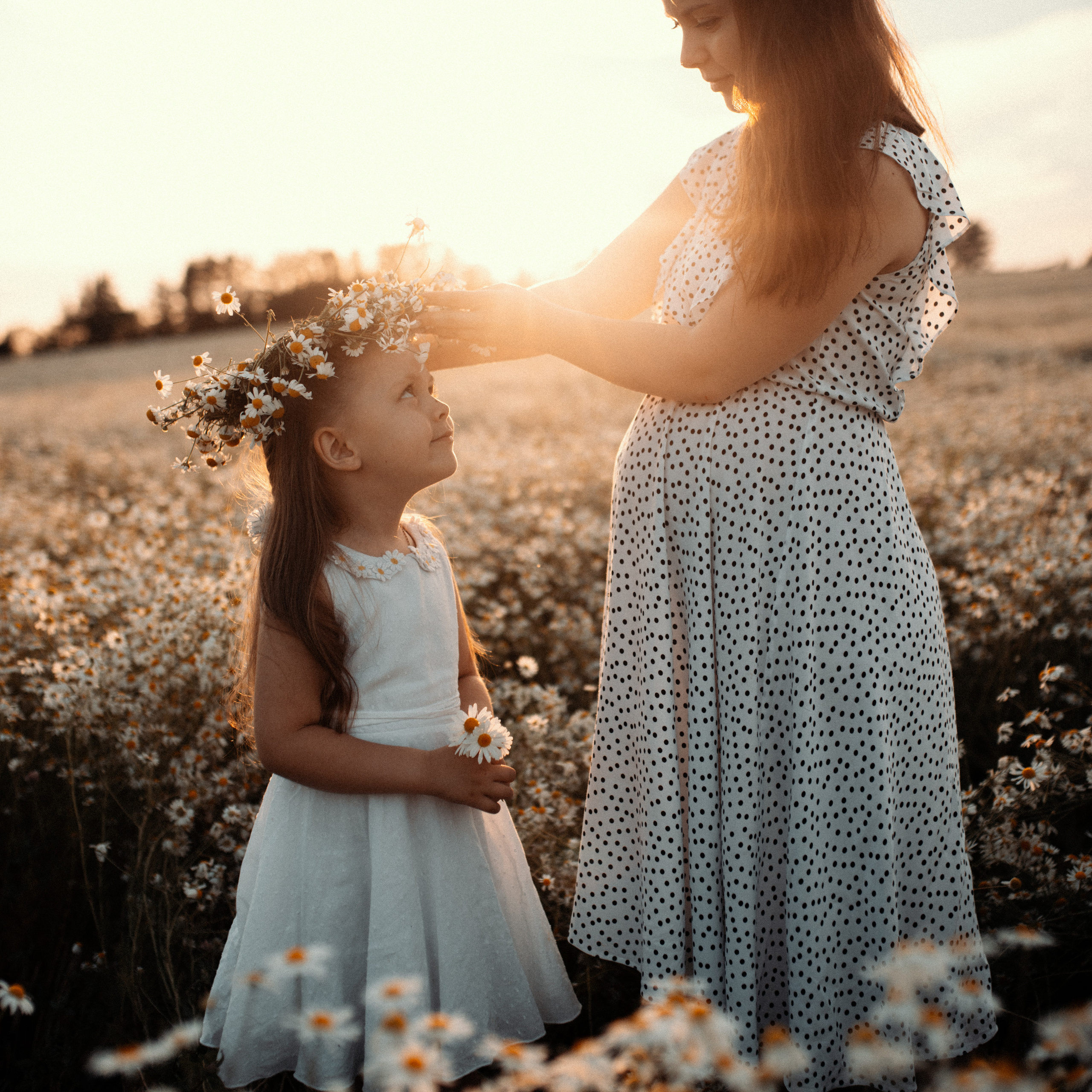 Ромашки. Lapeelapki | ФОТОГРАФИРУЮ СЧАСТЬЕ