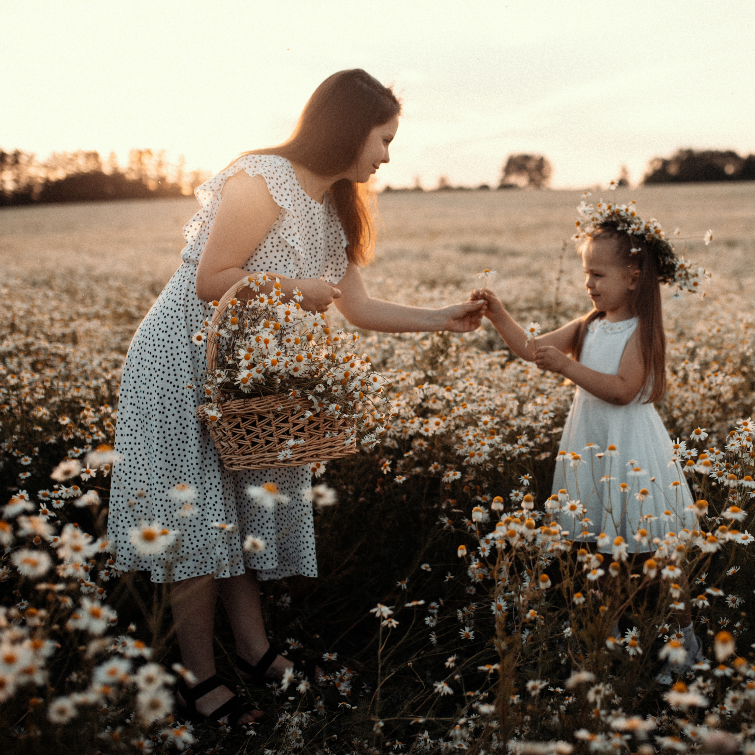 Ромашки. Lapeelapki | ФОТОГРАФИРУЮ СЧАСТЬЕ