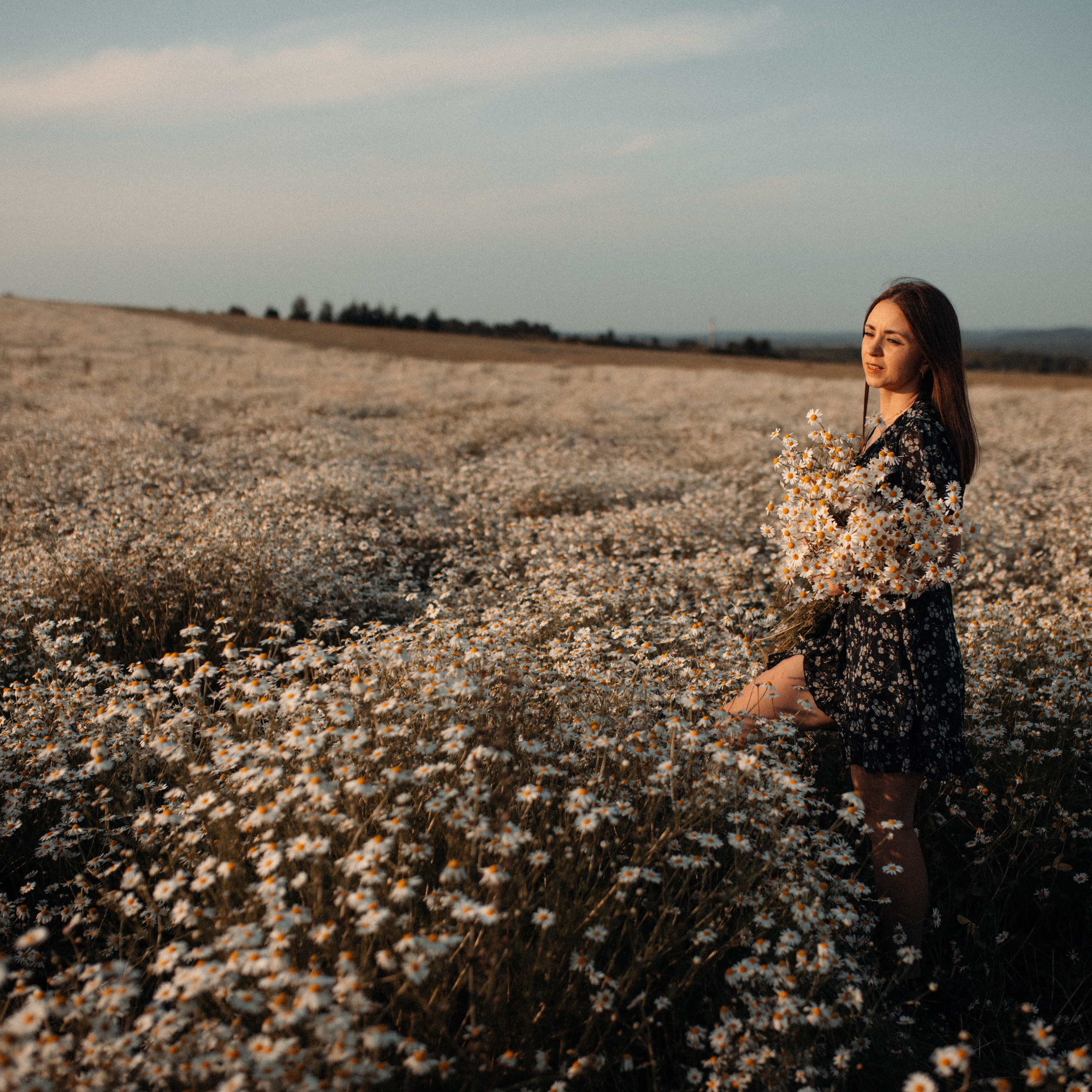 Ромашки. Lapeelapki | ФОТОГРАФИРУЮ СЧАСТЬЕ