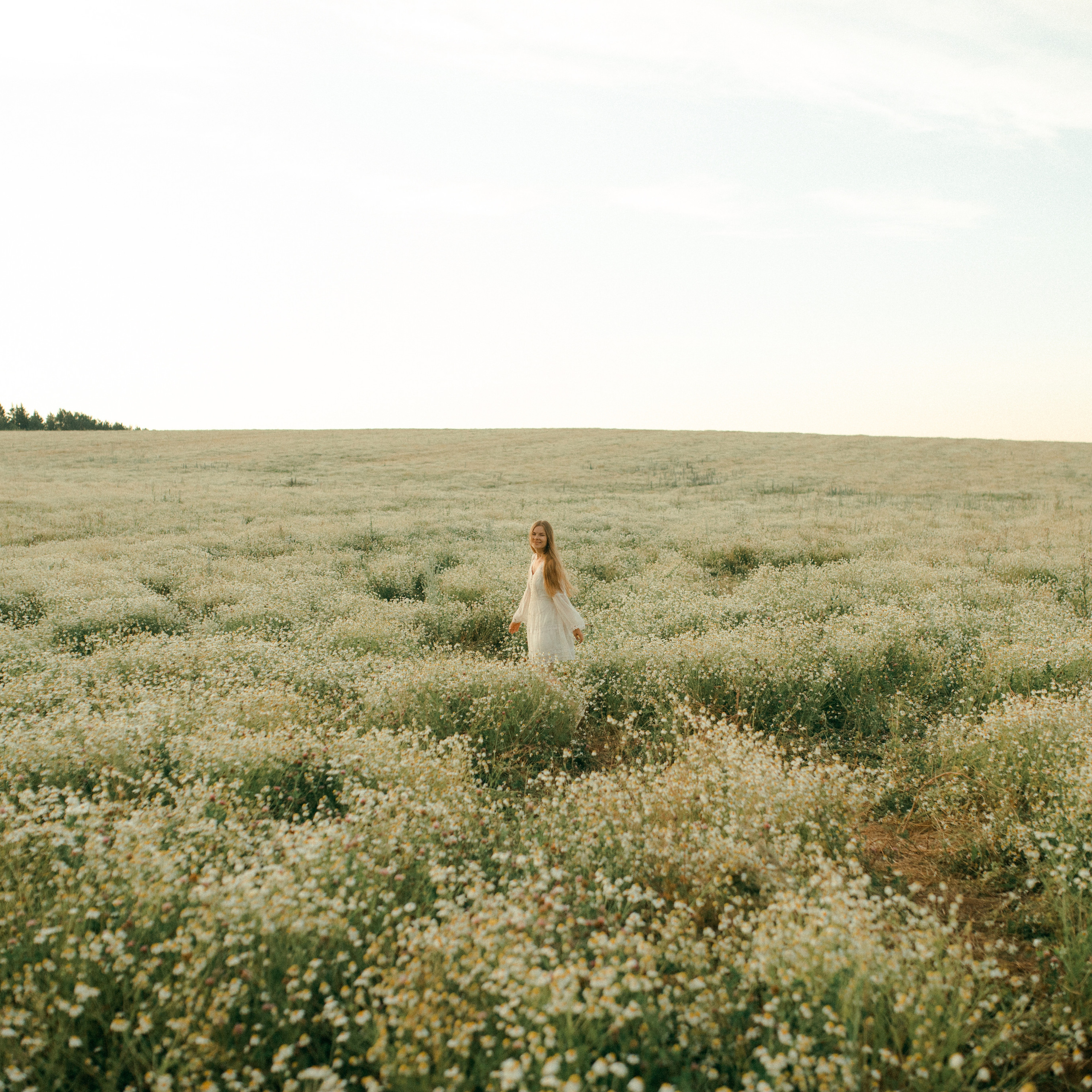 Ромашки. Lapeelapki | ФОТОГРАФИРУЮ СЧАСТЬЕ