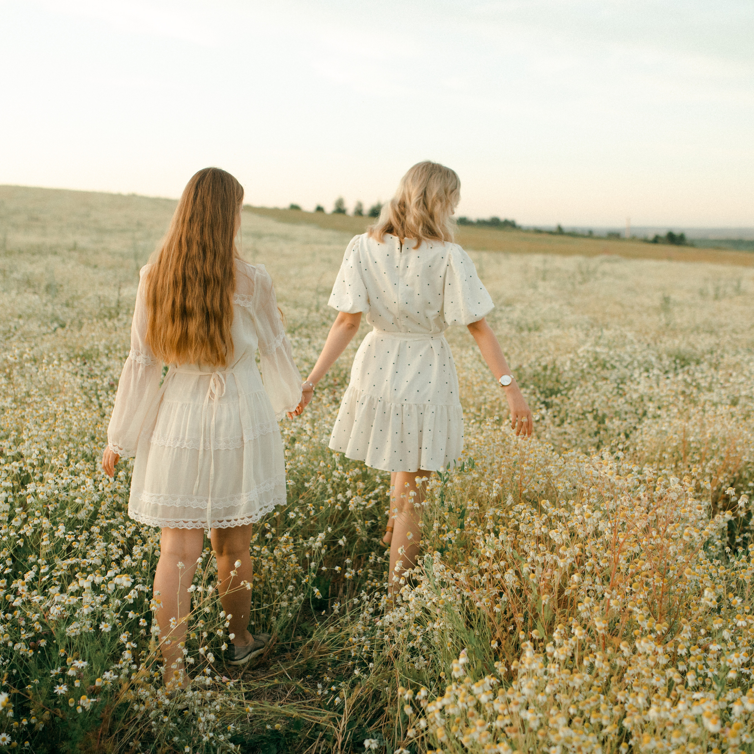 Ромашки. Lapeelapki | ФОТОГРАФИРУЮ СЧАСТЬЕ