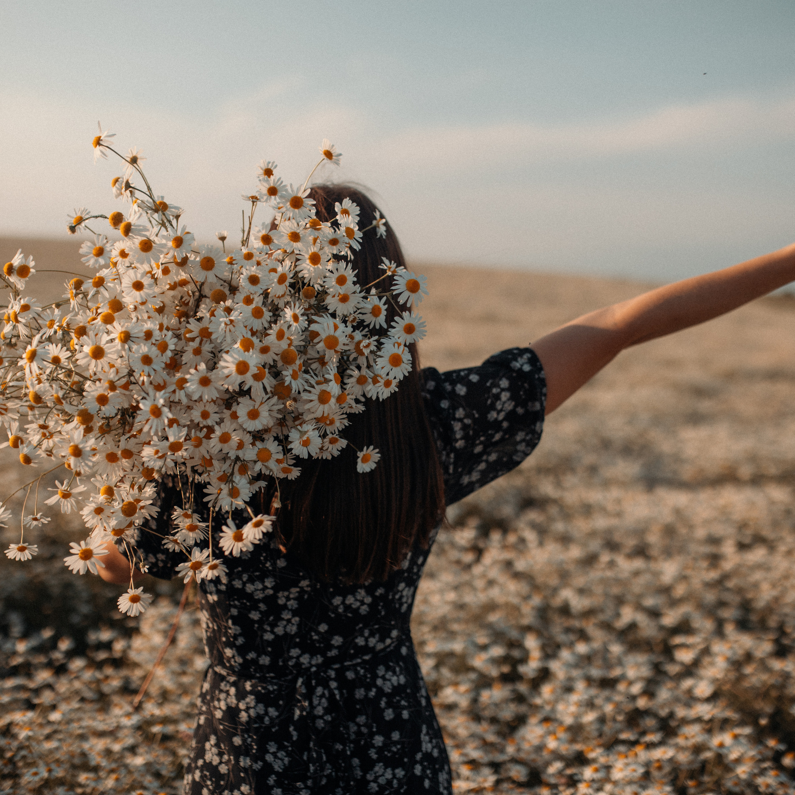 Ромашки. Lapeelapki | ФОТОГРАФИРУЮ СЧАСТЬЕ