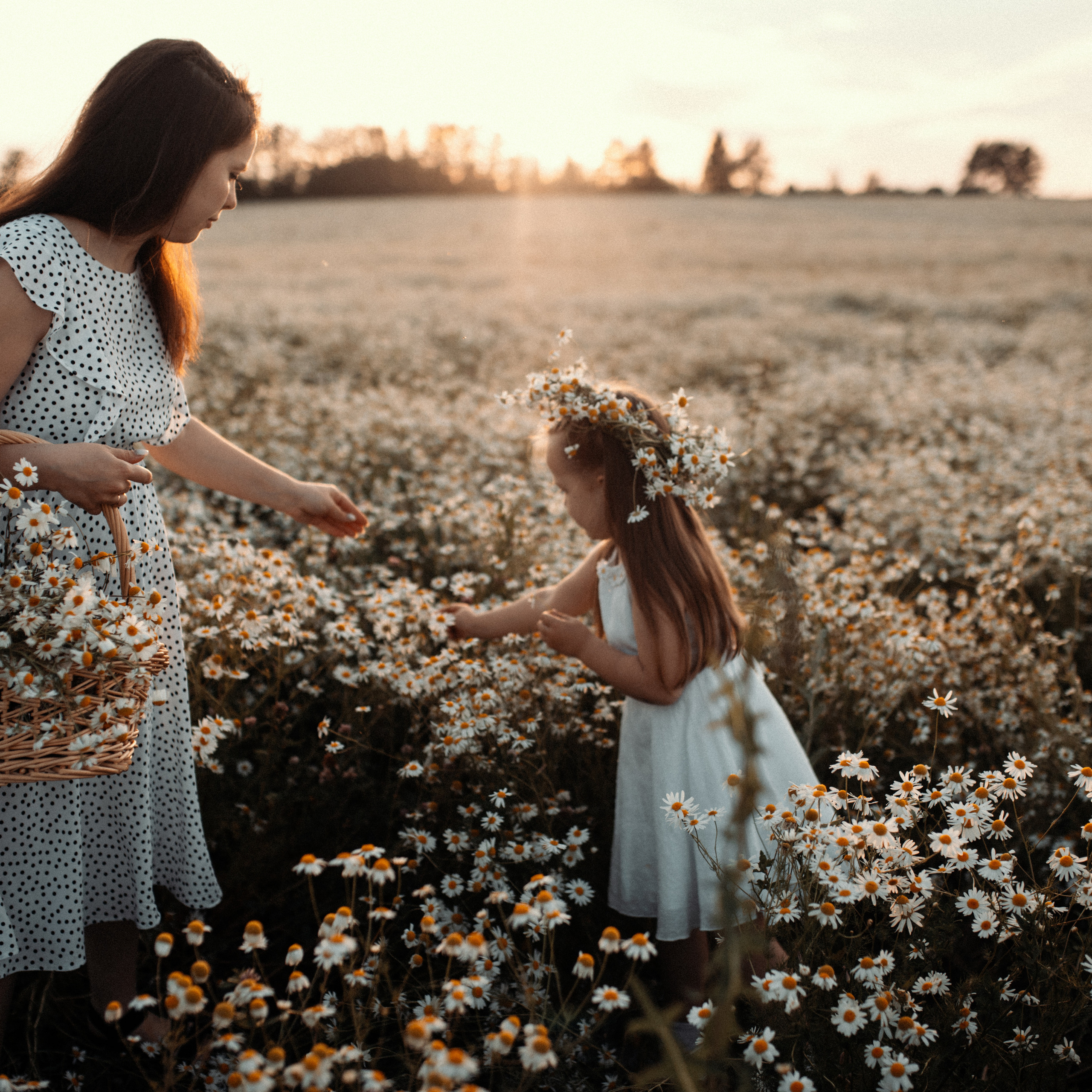 Ромашки. Lapeelapki | ФОТОГРАФИРУЮ СЧАСТЬЕ