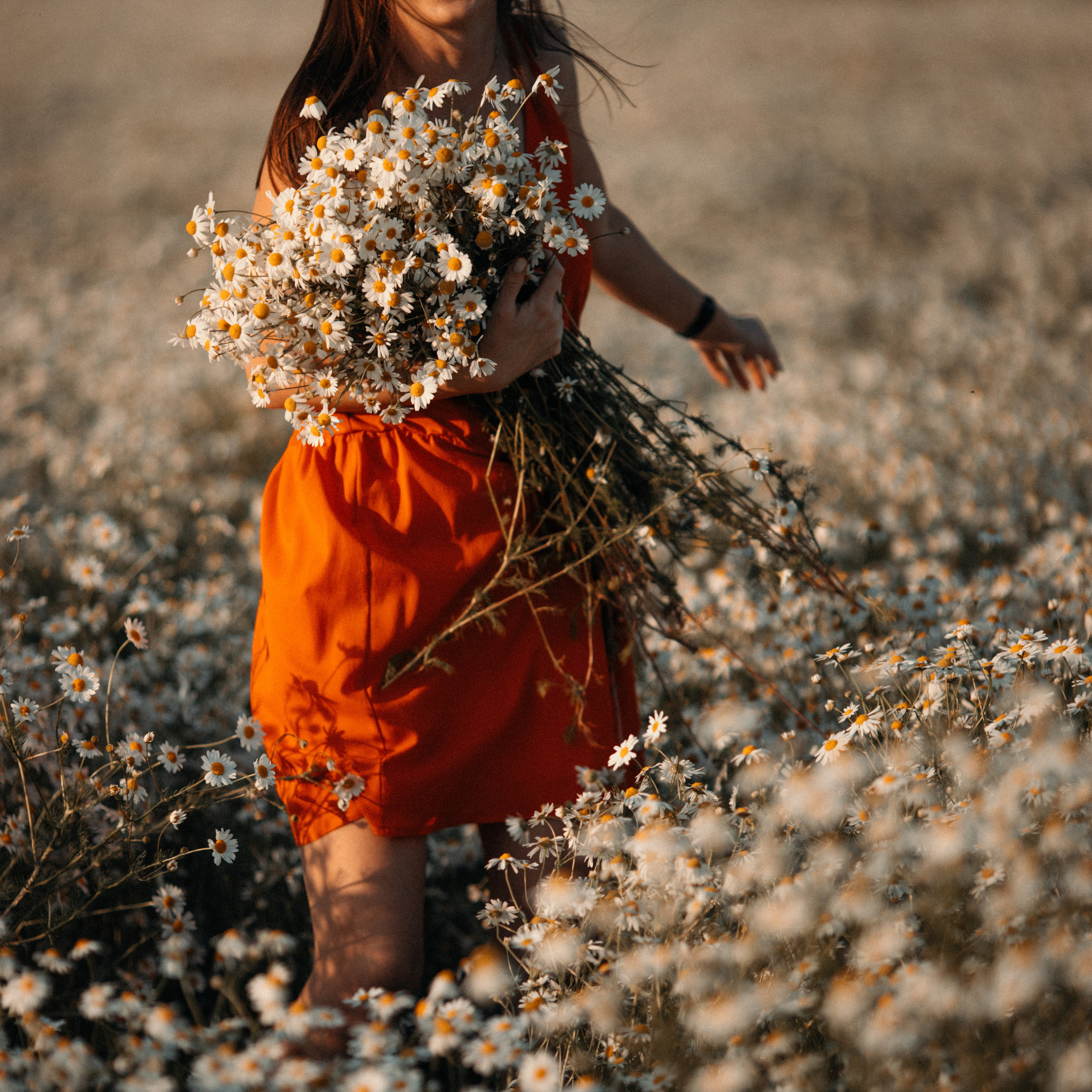 Ромашки. Lapeelapki | ФОТОГРАФИРУЮ СЧАСТЬЕ