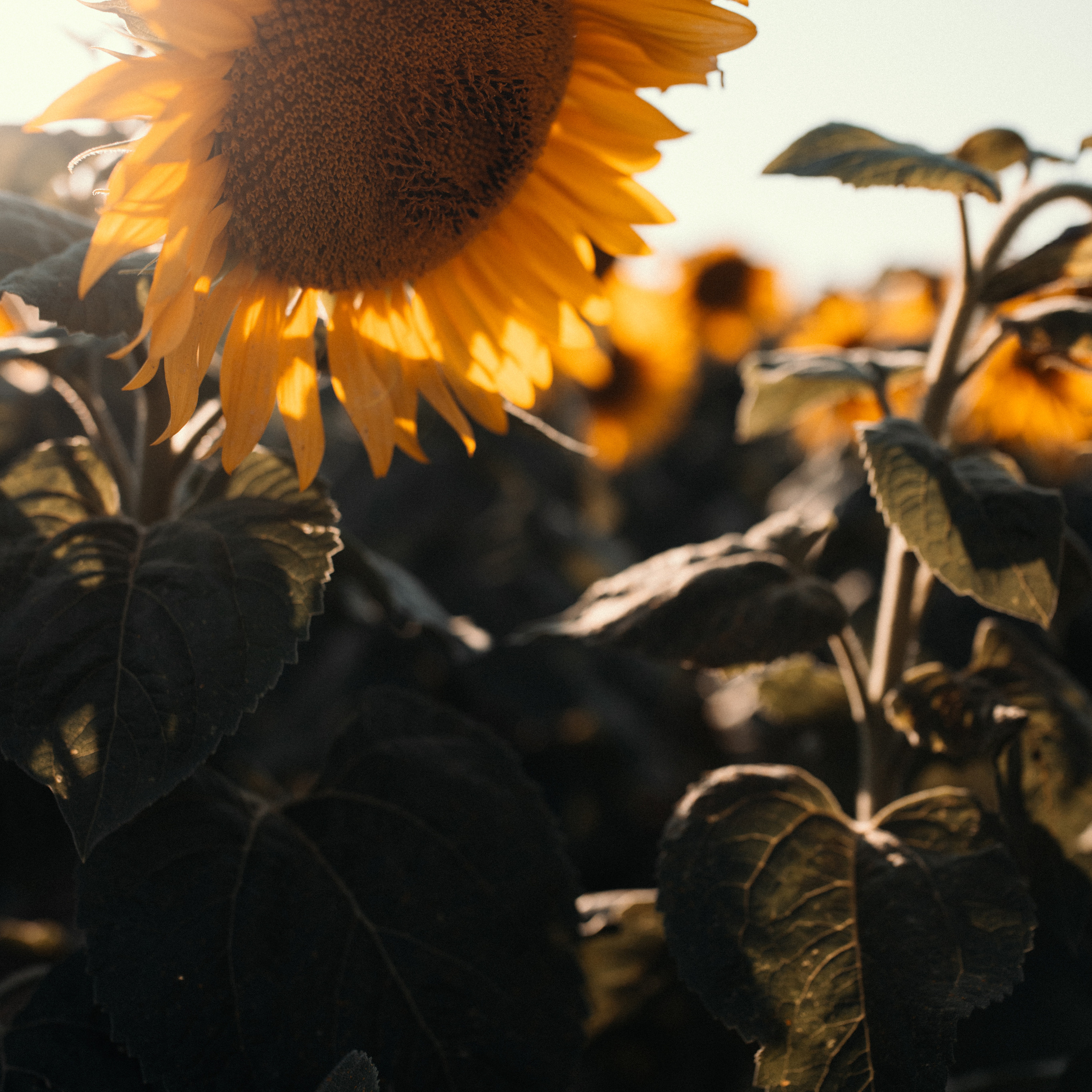 Подсолнухи. Lapeelapki | ФОТОГРАФИРУЮ СЧАСТЬЕ