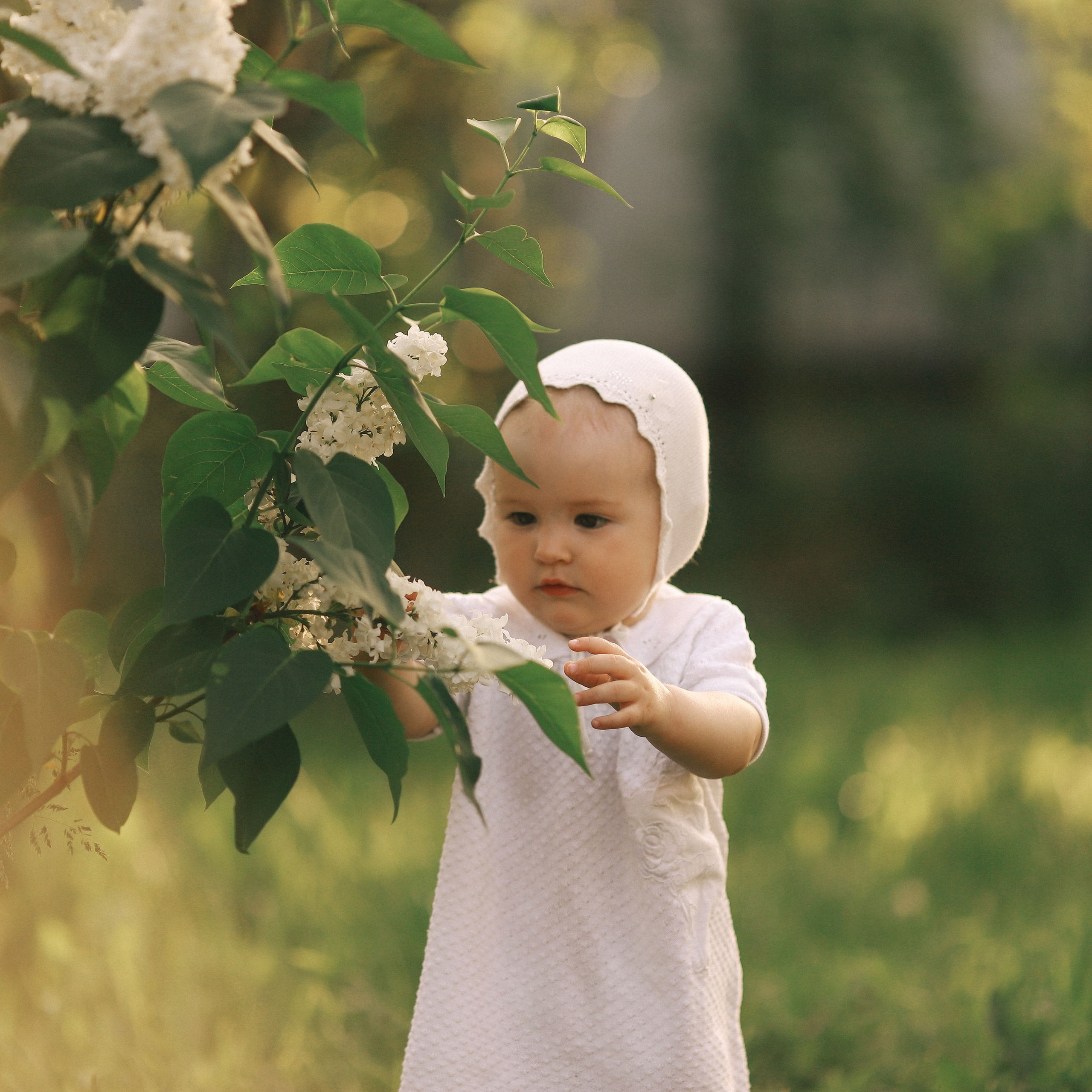 Пушистая сирень. Lapeelapki | ФОТОГРАФИРУЮ СЧАСТЬЕ