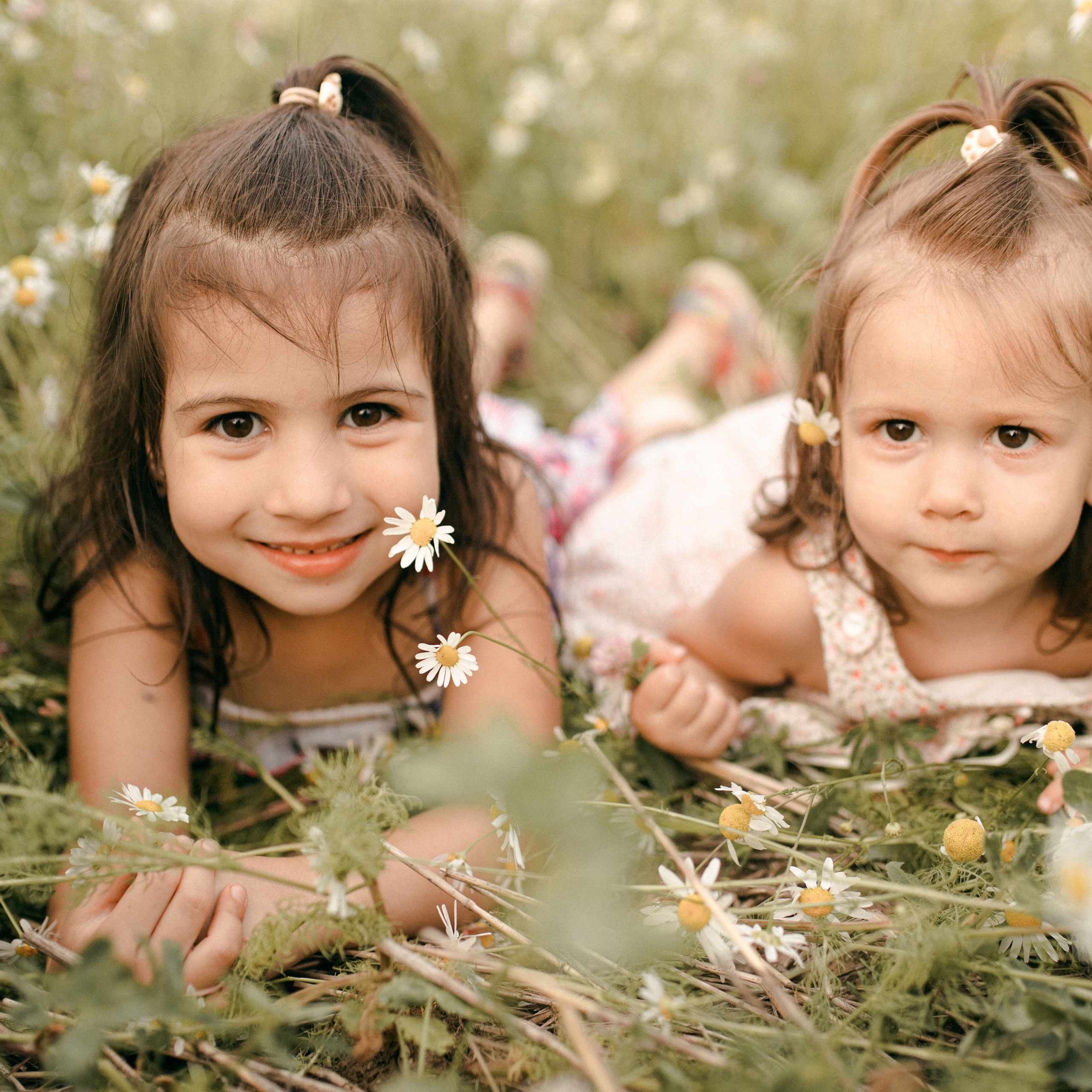 Ромашки. Lapeelapki | ФОТОГРАФИРУЮ СЧАСТЬЕ