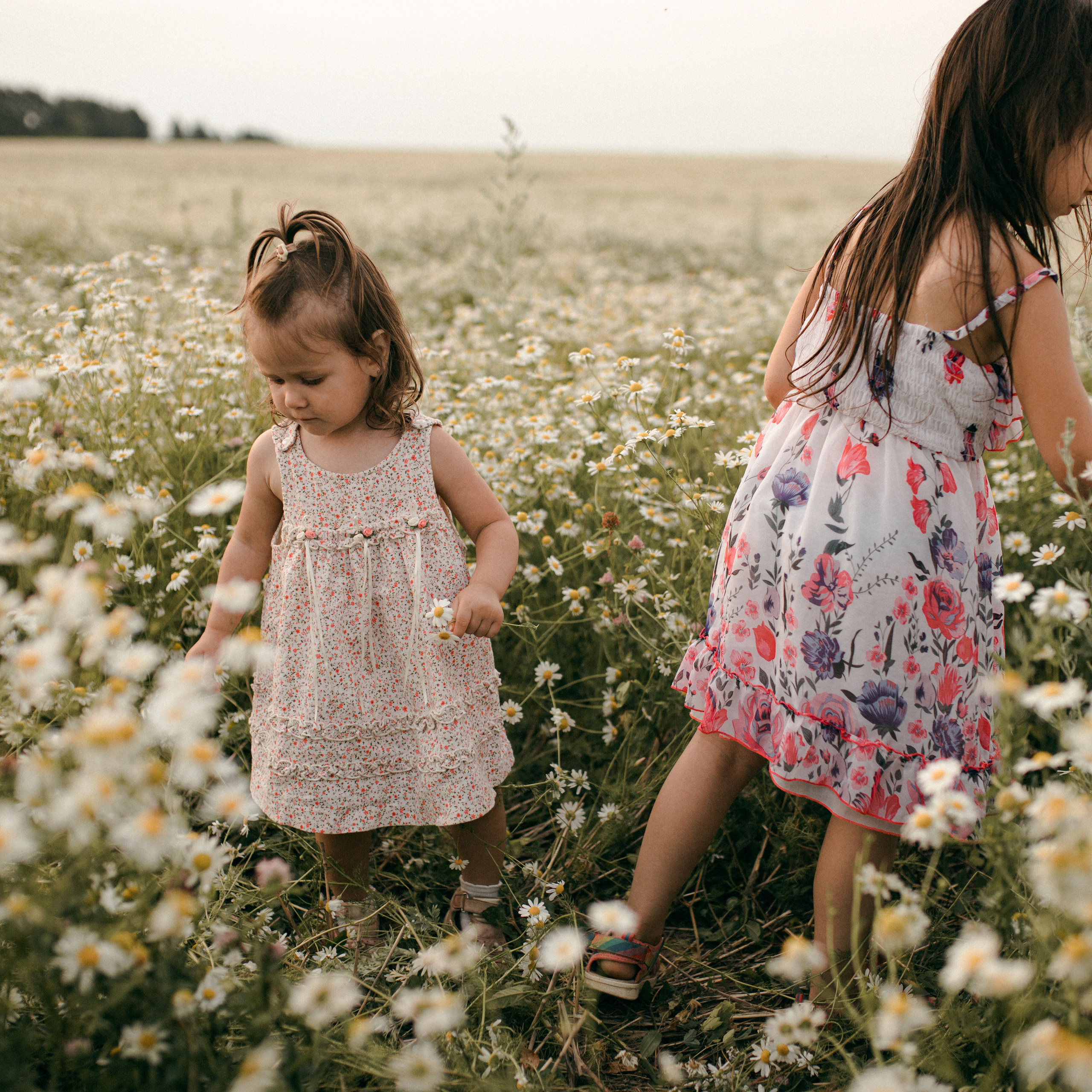 Ромашки. Lapeelapki | ФОТОГРАФИРУЮ СЧАСТЬЕ