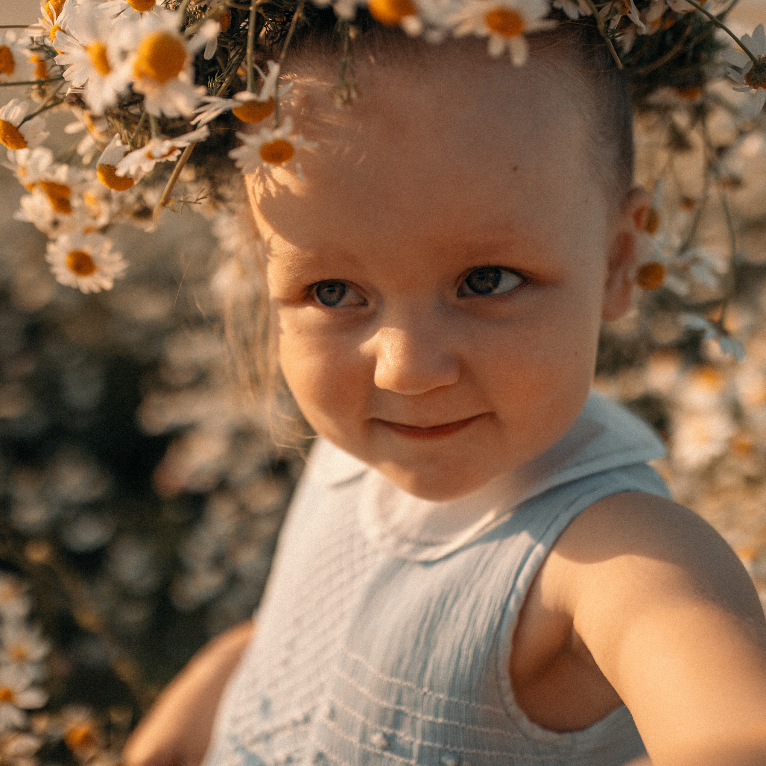 Ромашки. Lapeelapki | ФОТОГРАФИРУЮ СЧАСТЬЕ