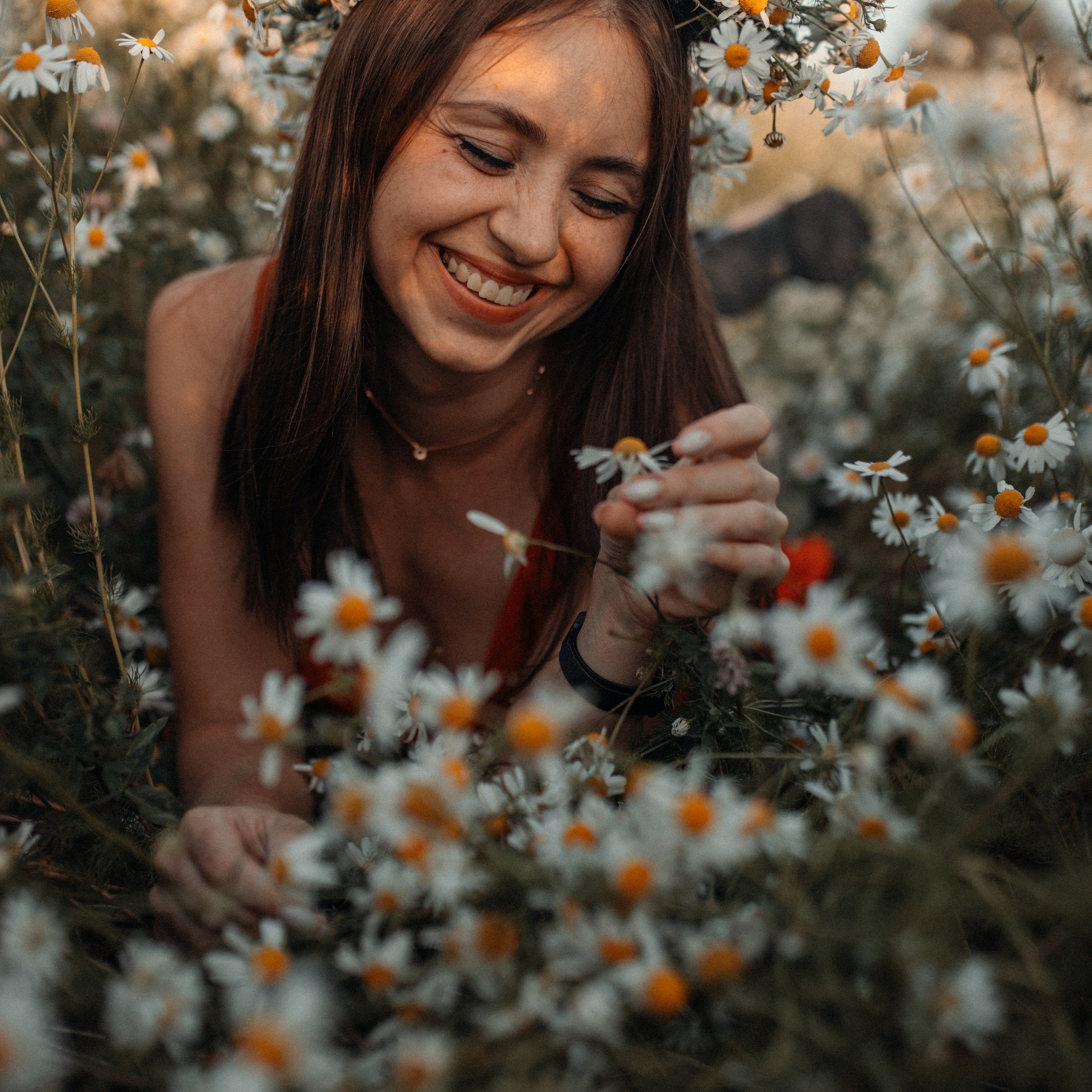 Ромашки. Lapeelapki | ФОТОГРАФИРУЮ СЧАСТЬЕ