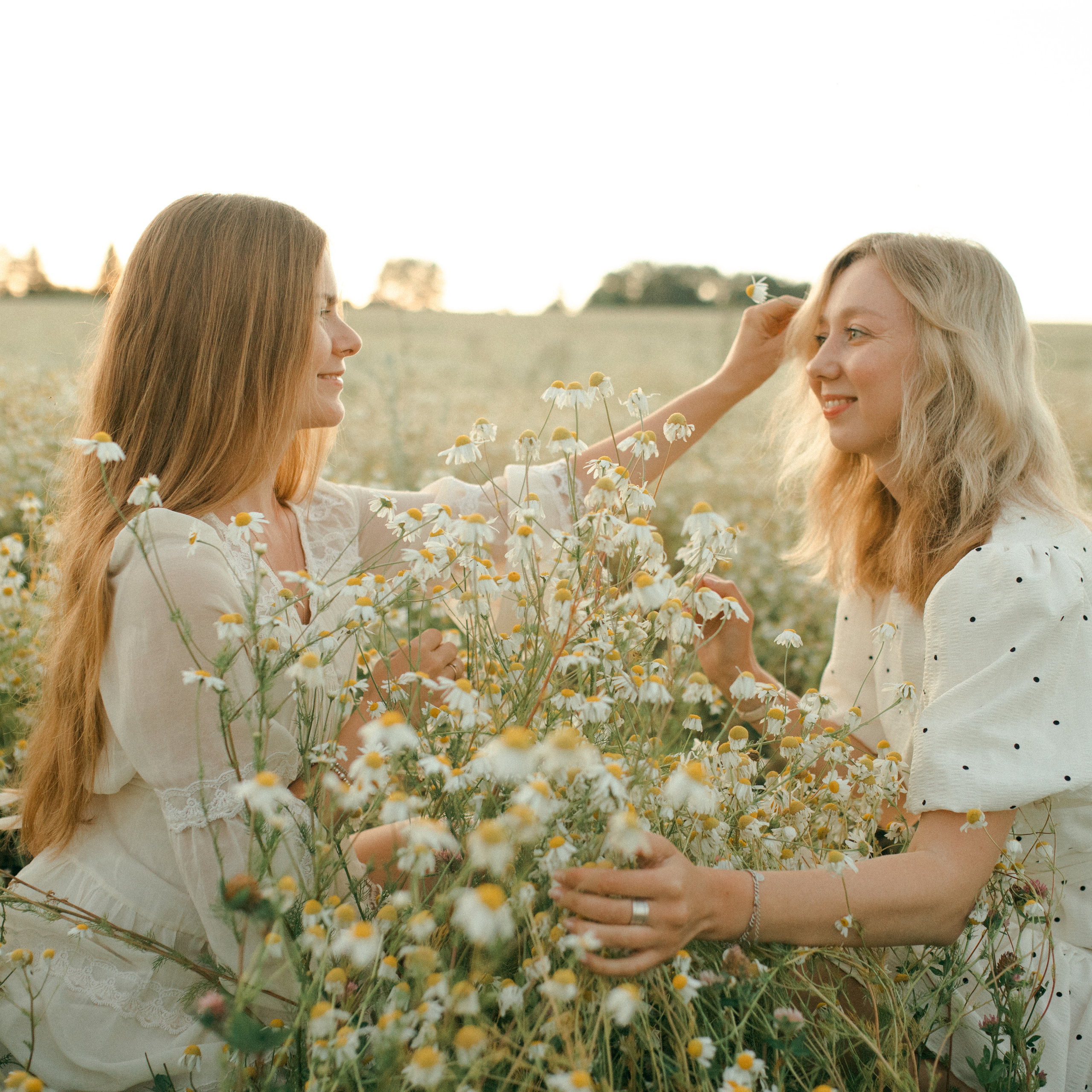 Ромашки. Lapeelapki | ФОТОГРАФИРУЮ СЧАСТЬЕ