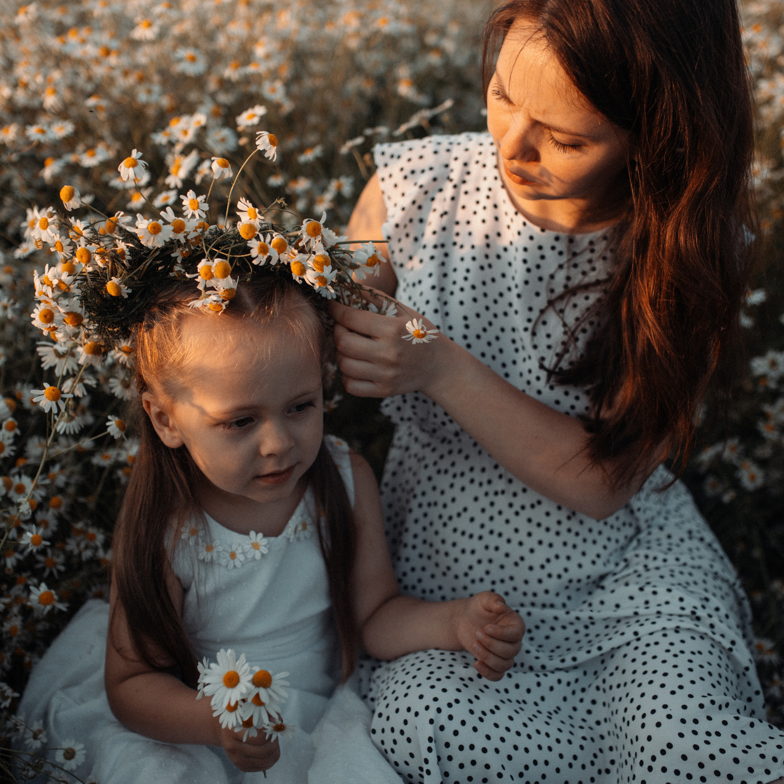 Ромашки. Lapeelapki | ФОТОГРАФИРУЮ СЧАСТЬЕ