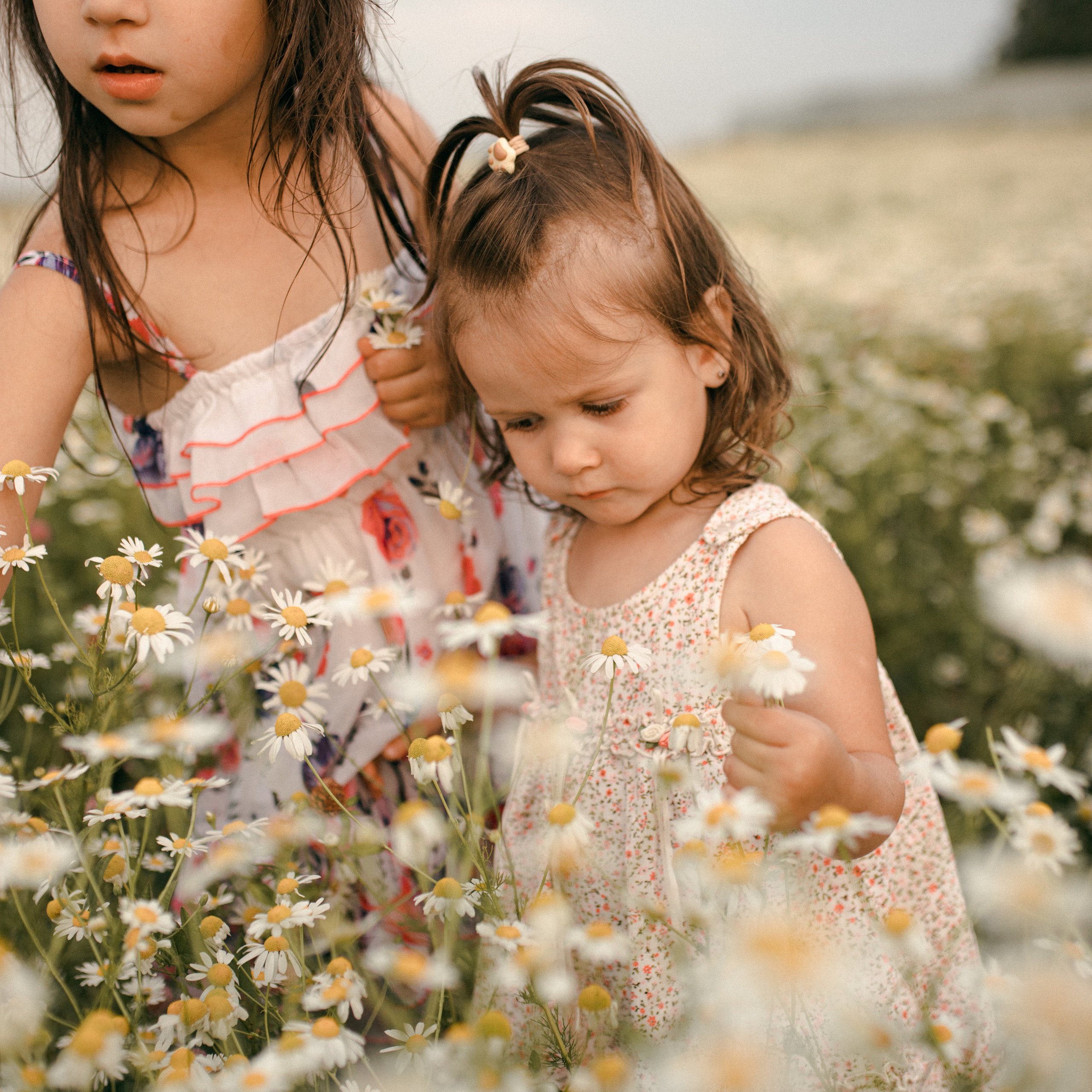 Ромашки. Lapeelapki | ФОТОГРАФИРУЮ СЧАСТЬЕ